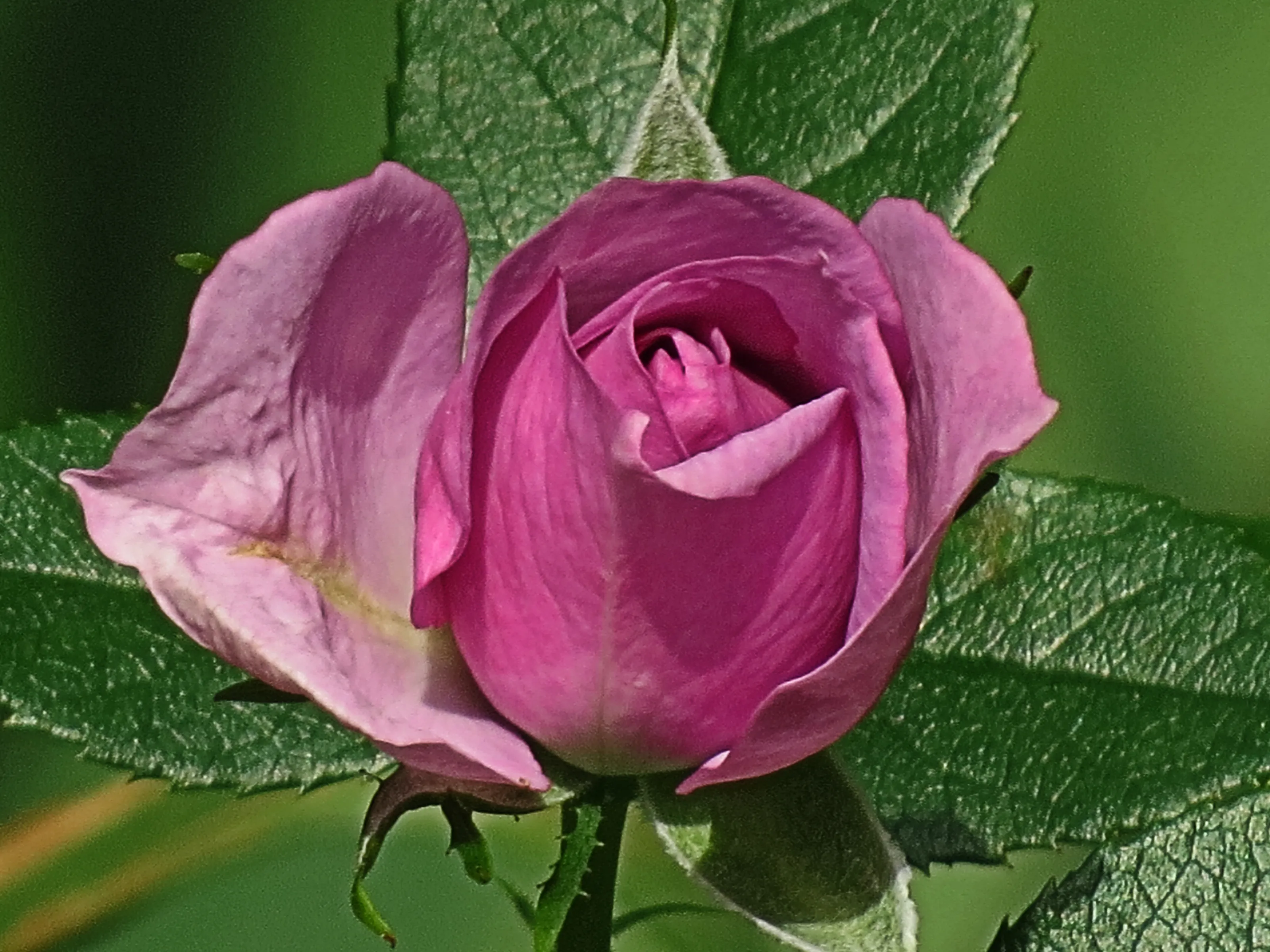 Rose Buds in Colour