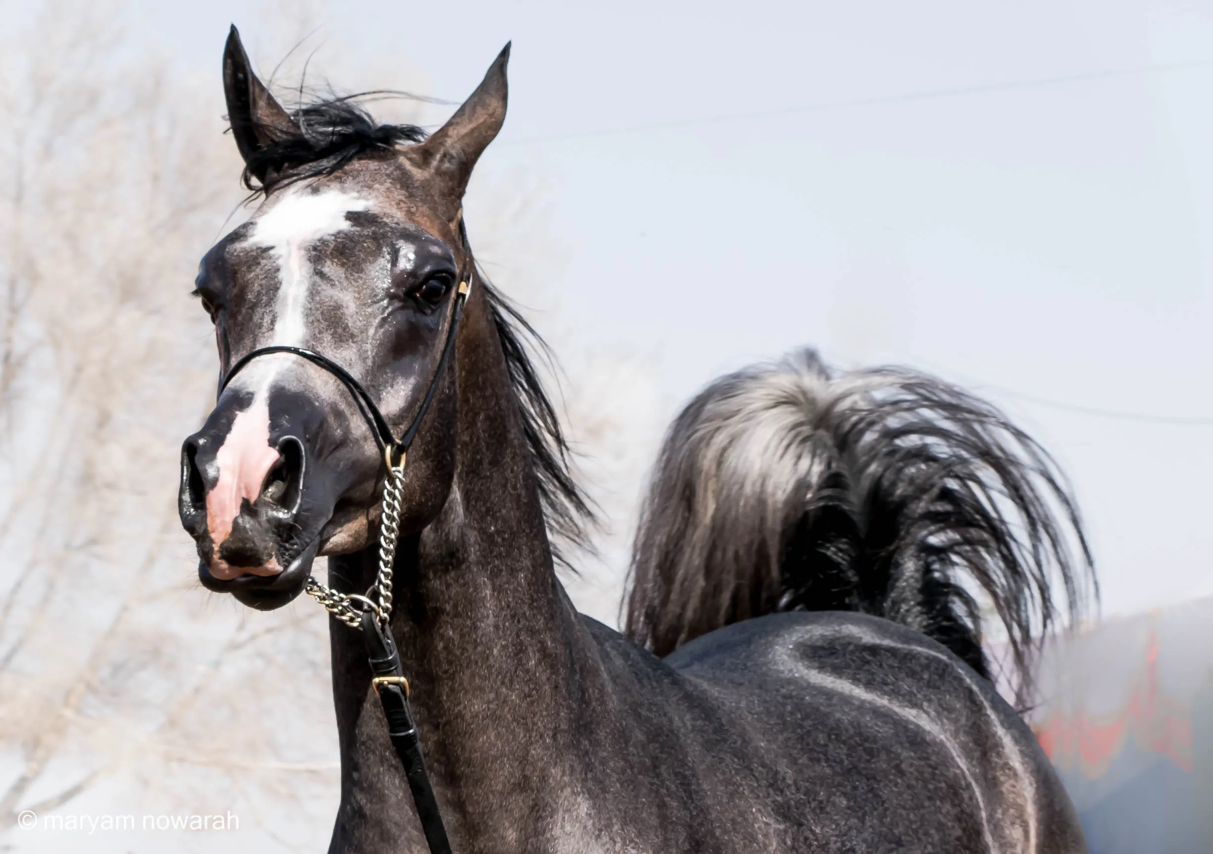 One Arabian Horse In Colour