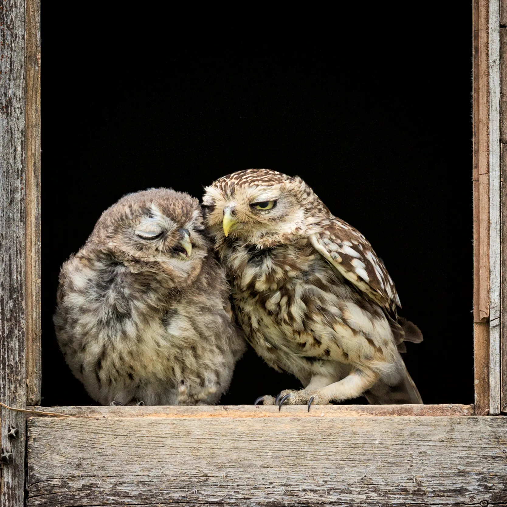 Perched Owls in Colour