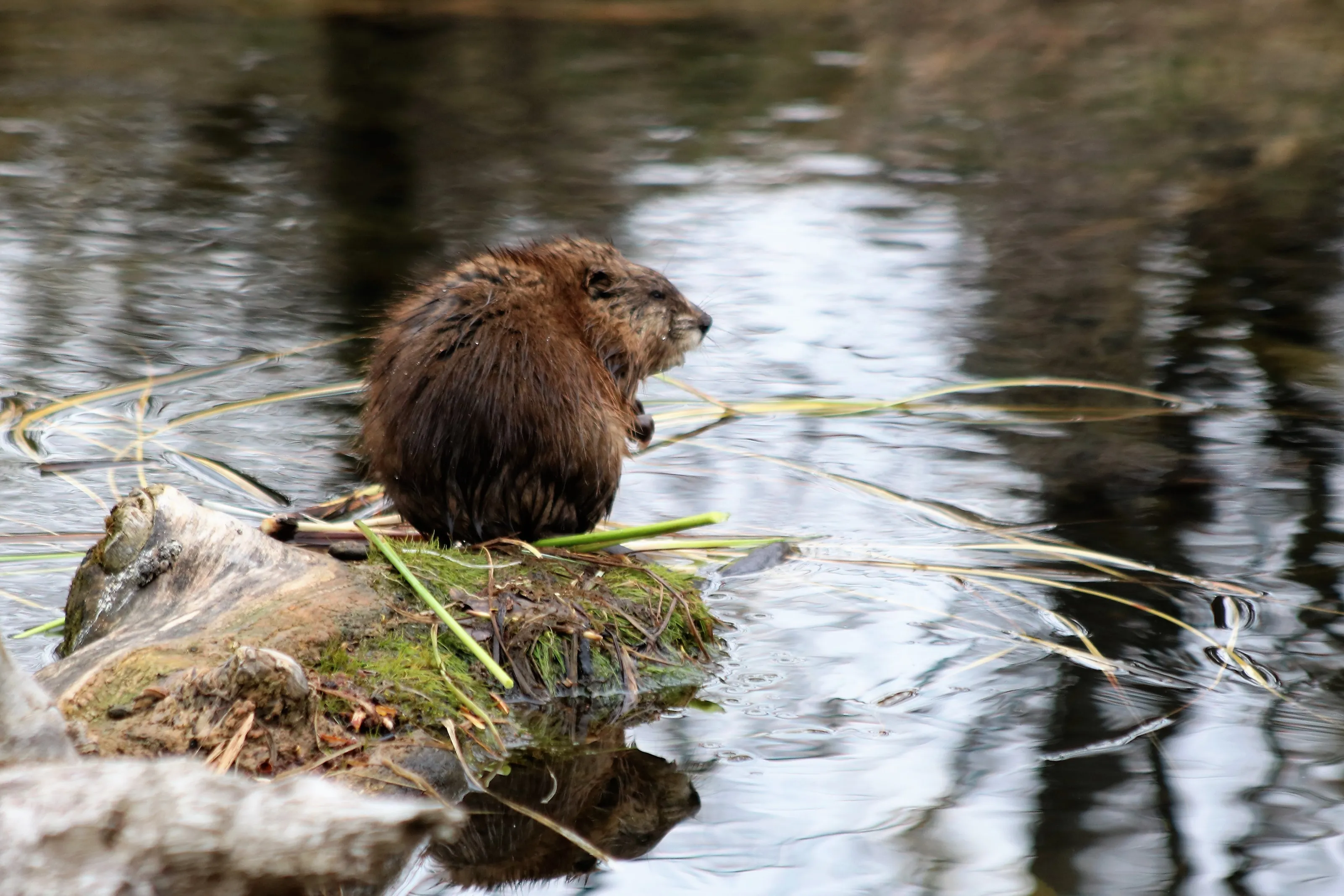 Muskrats and Beavers in Colour