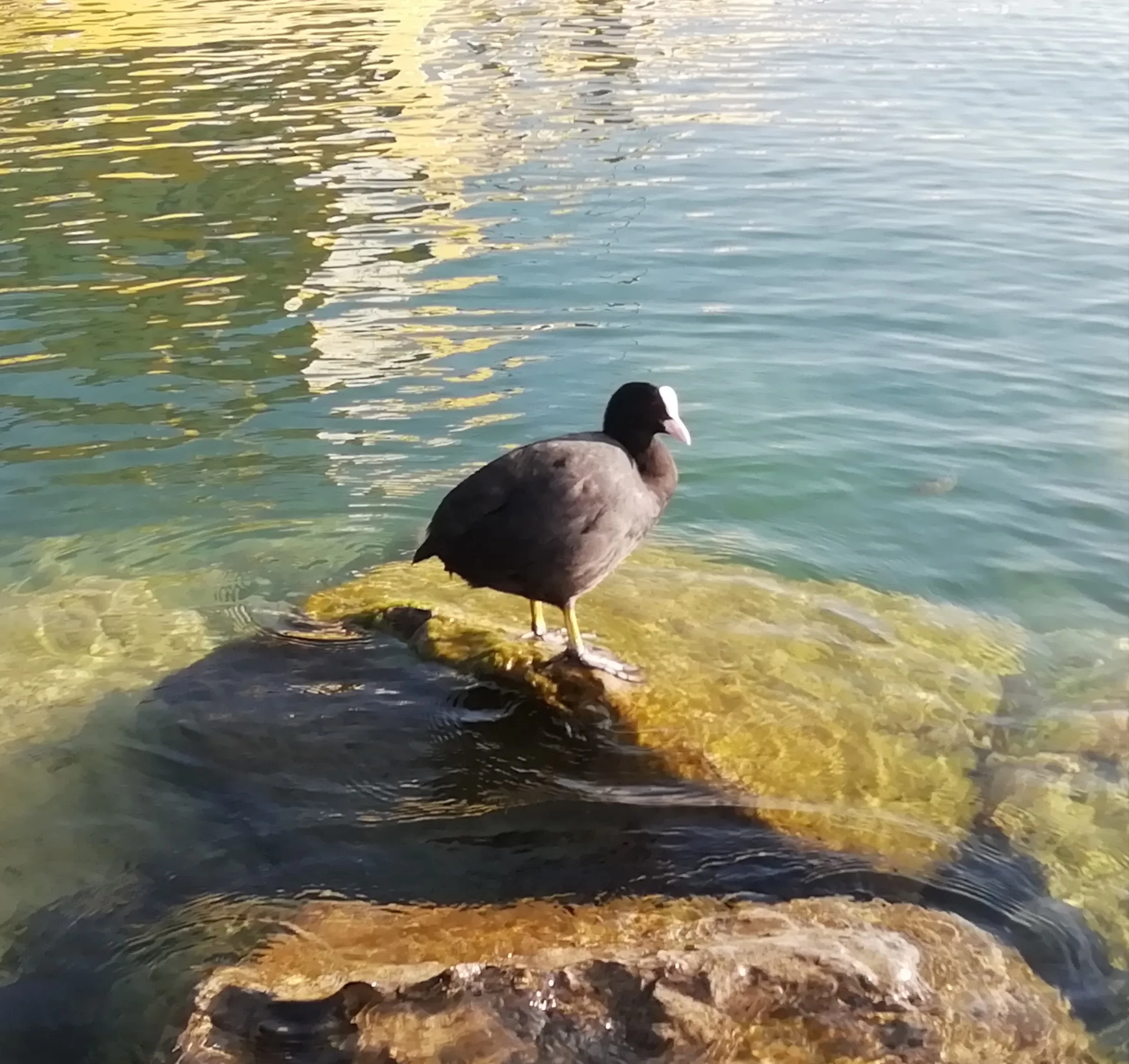 Animals on Water (no people)