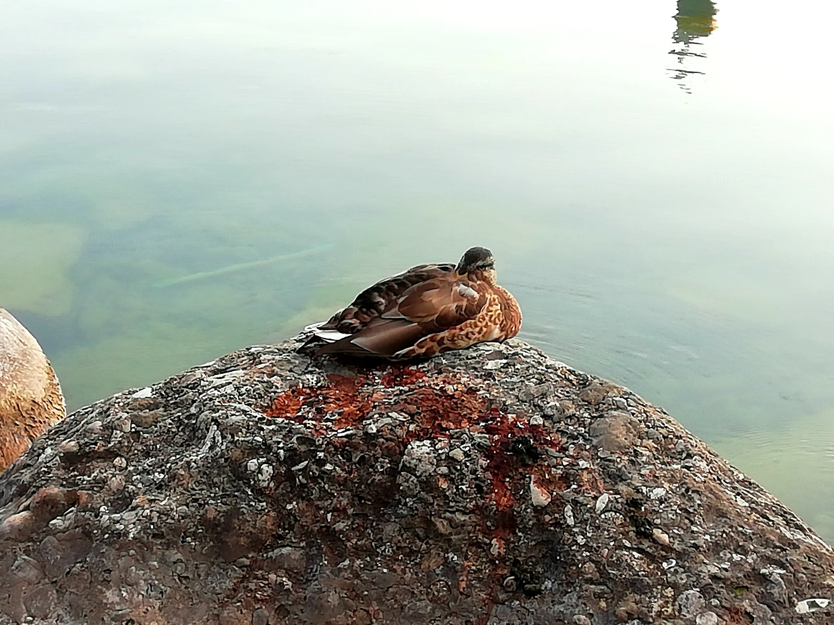 Ducks