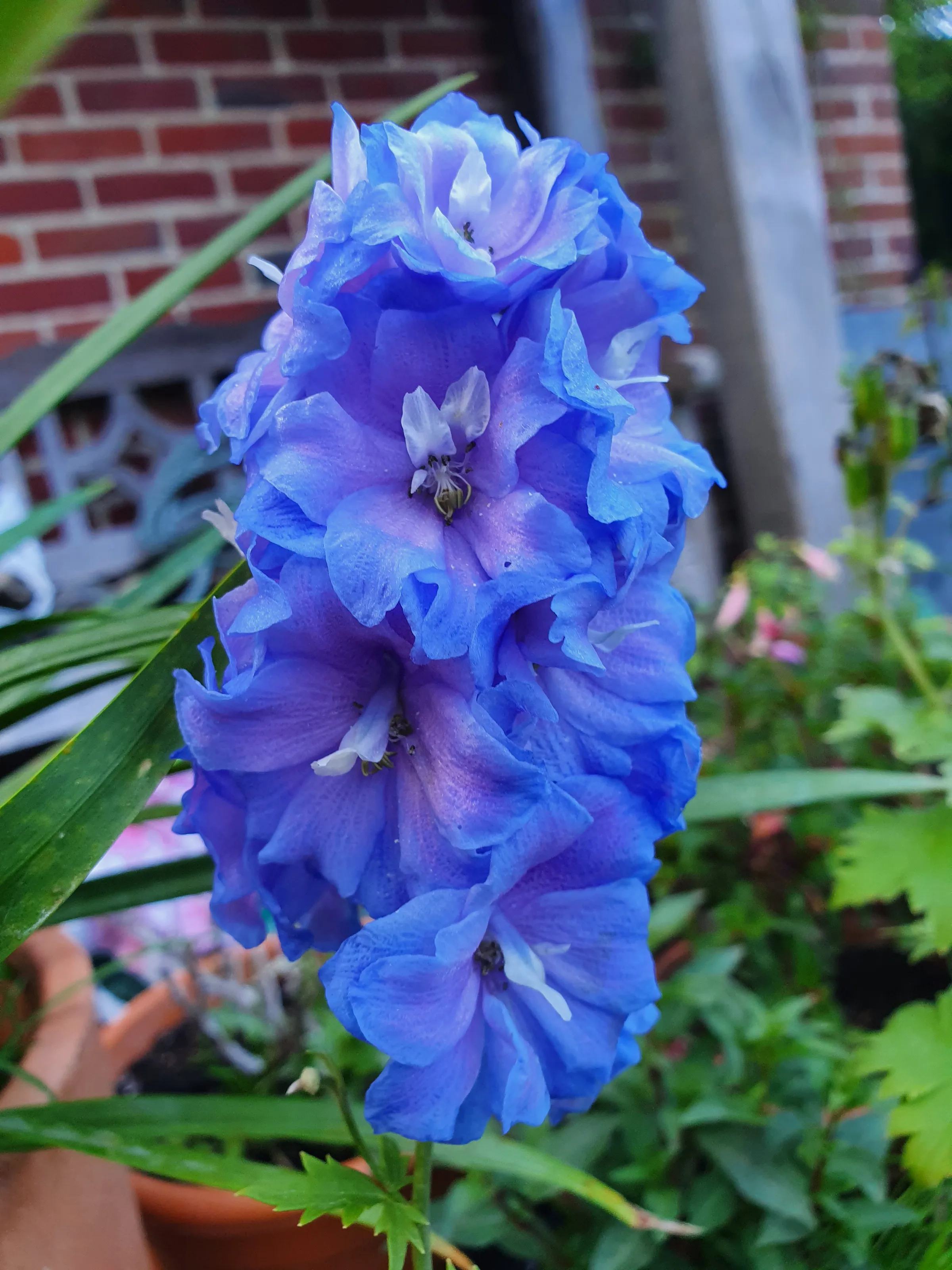 Flowers in Colour