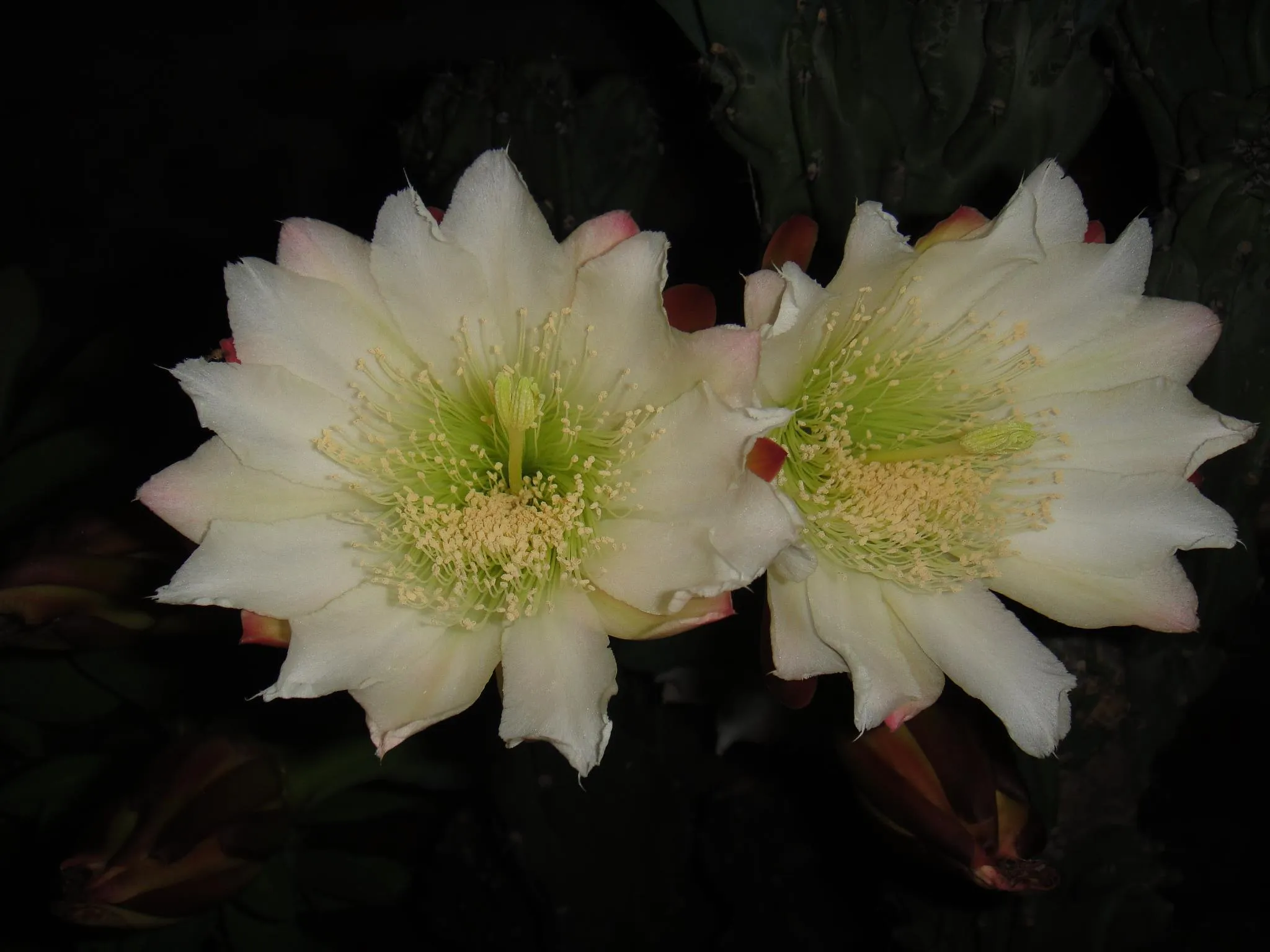 Cactus Flowers in Colour
