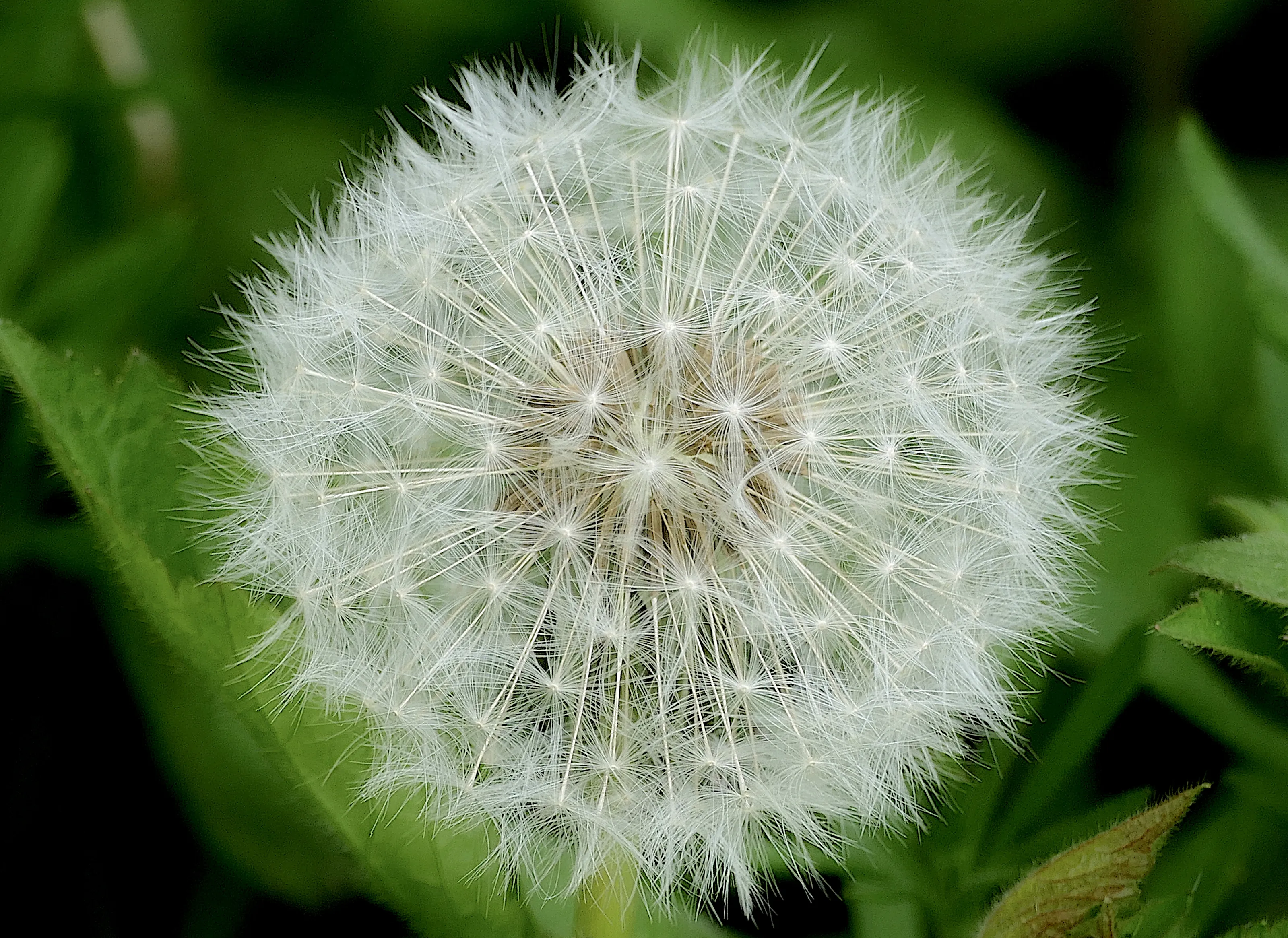 Fuzzy Things Found Outdoors