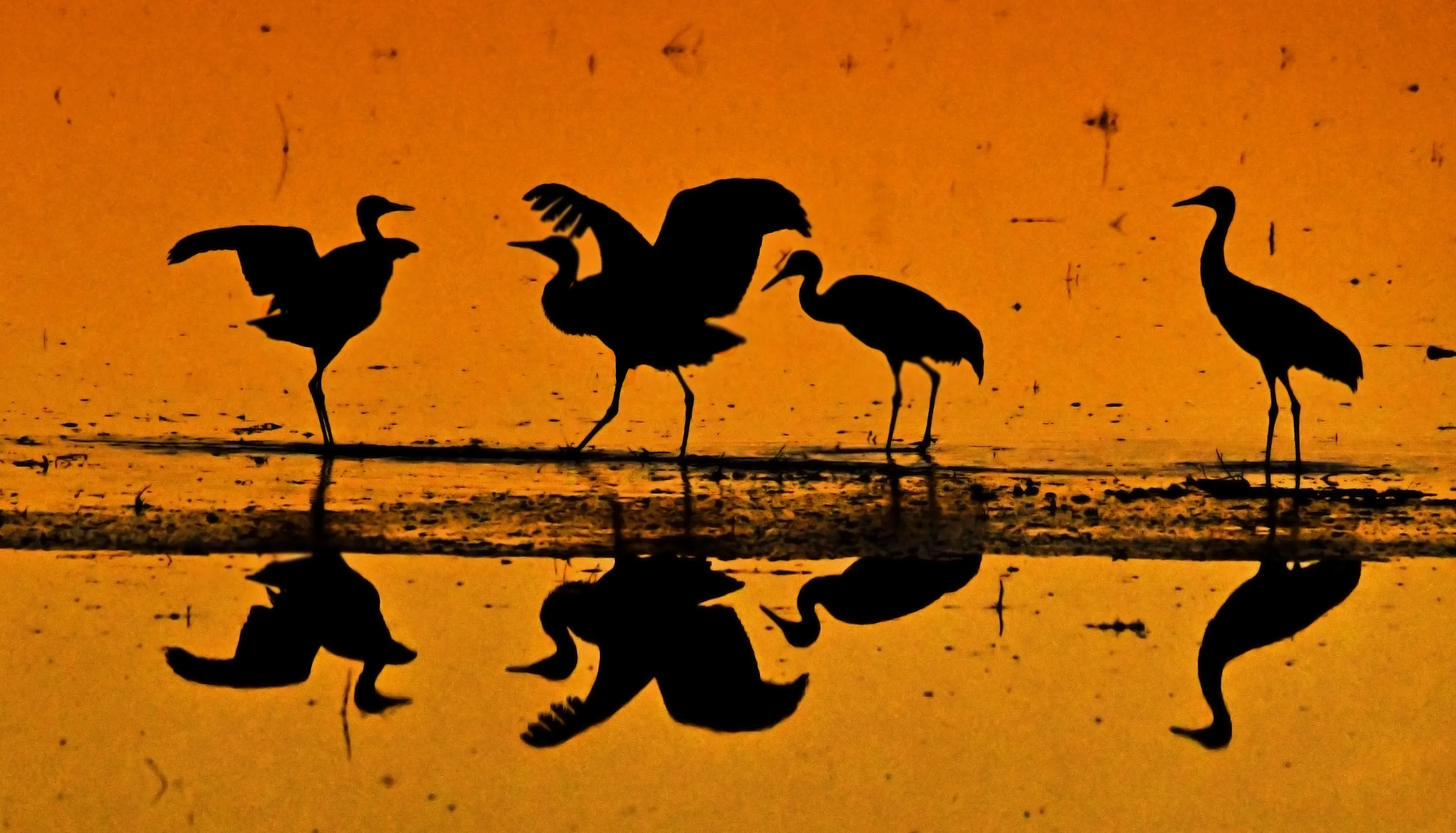 Silhouettes or Reflections of Animals (in colour)
