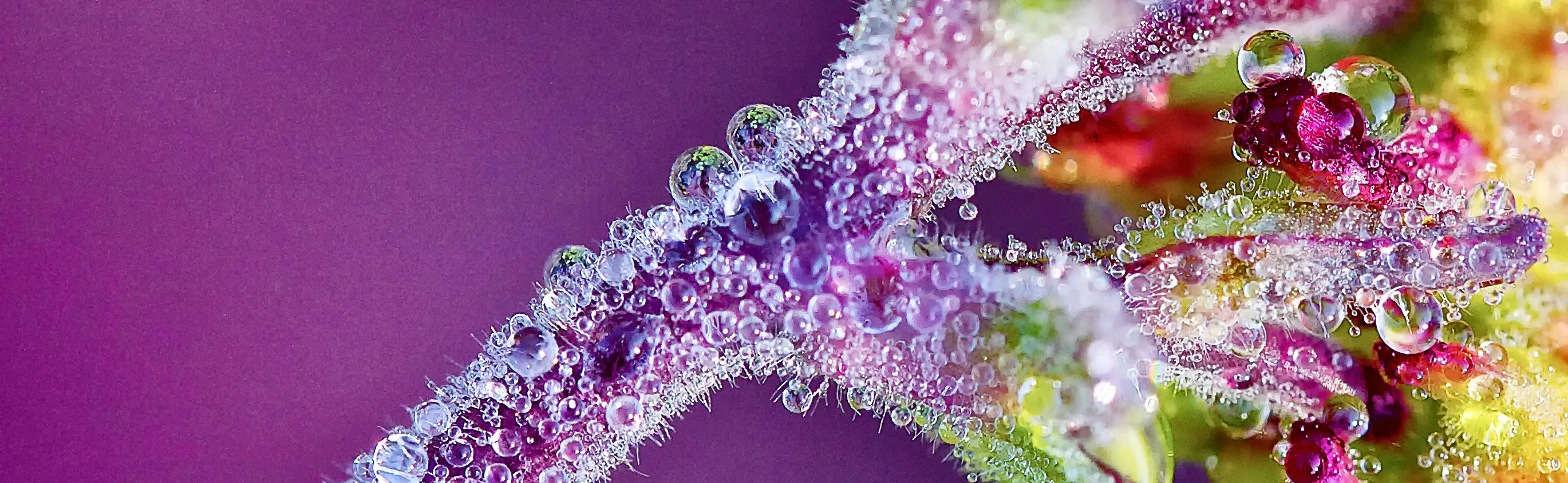 Magnificent macro