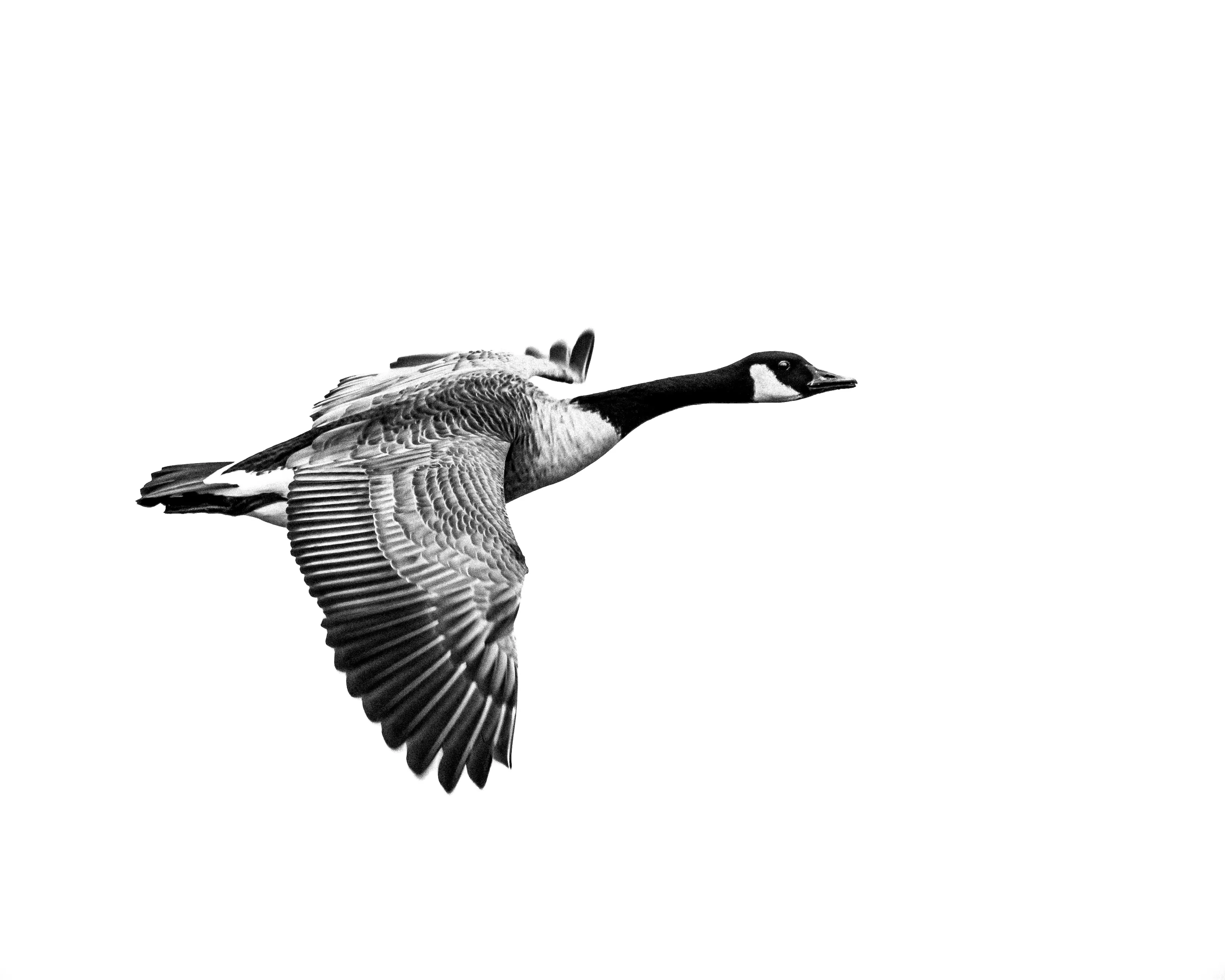 Geese In Black And White