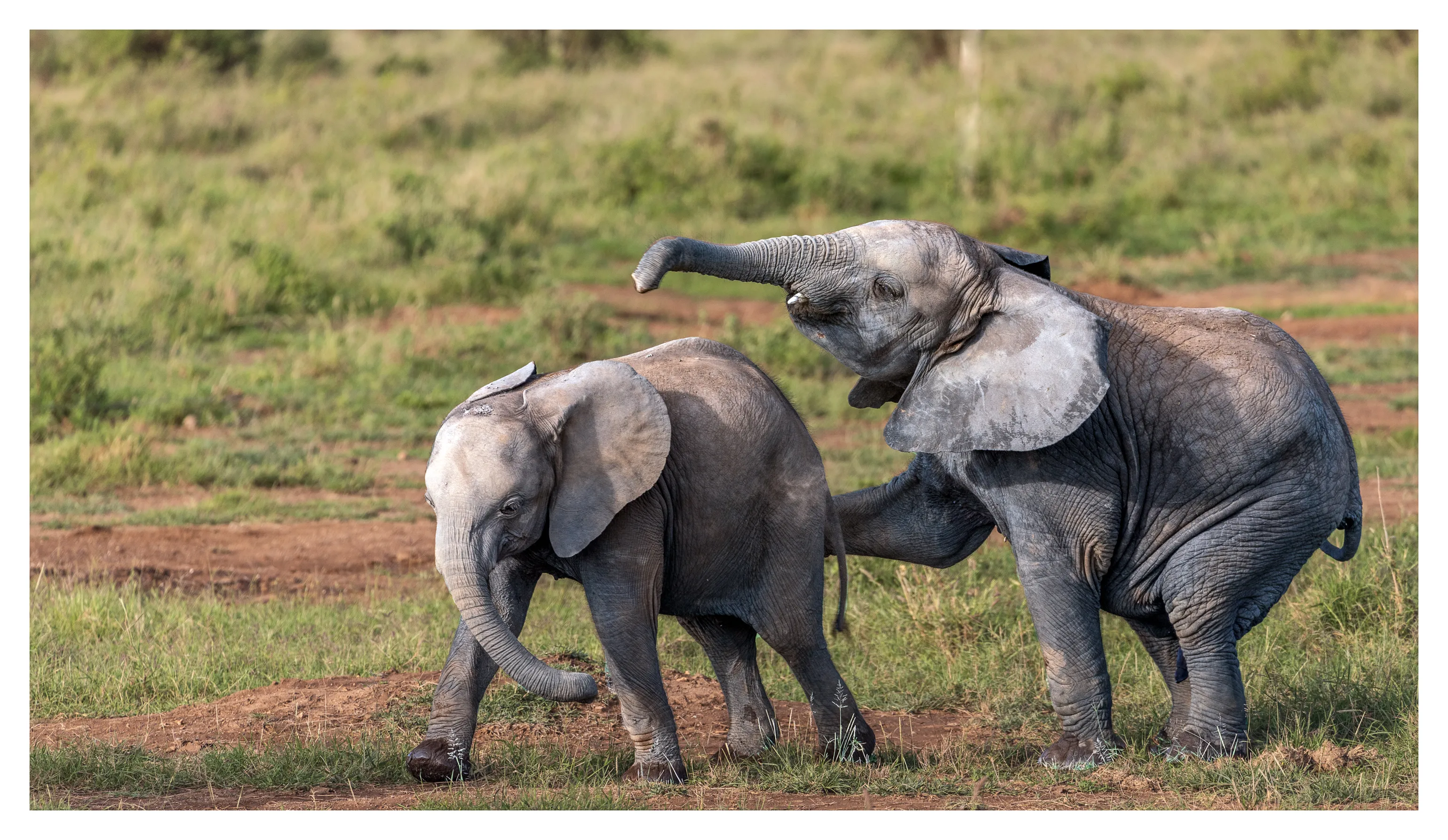 Your Favourite Land Animal