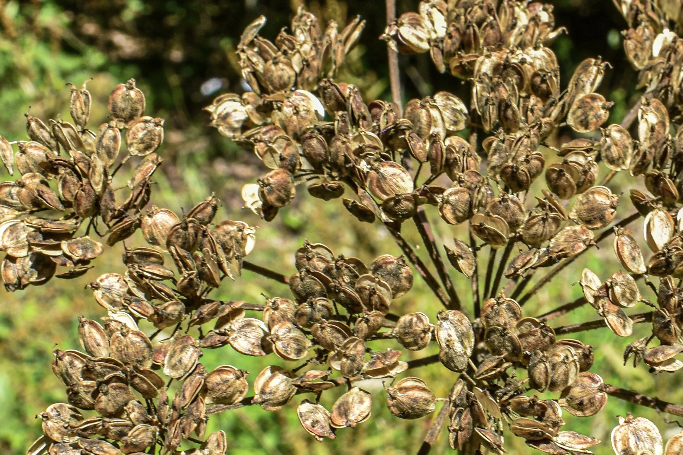 Flower Seed Pods