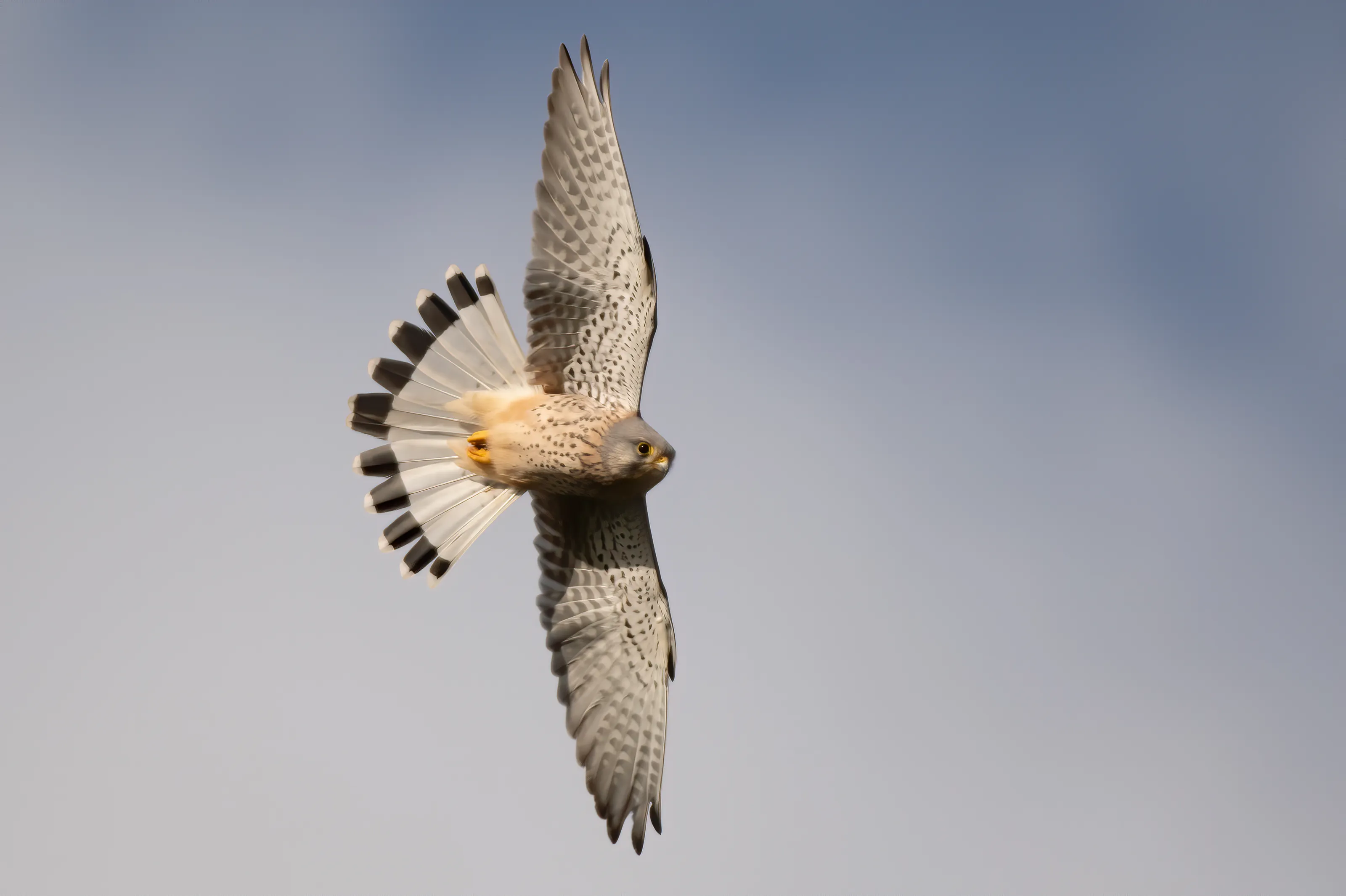 Kestrels in Flight