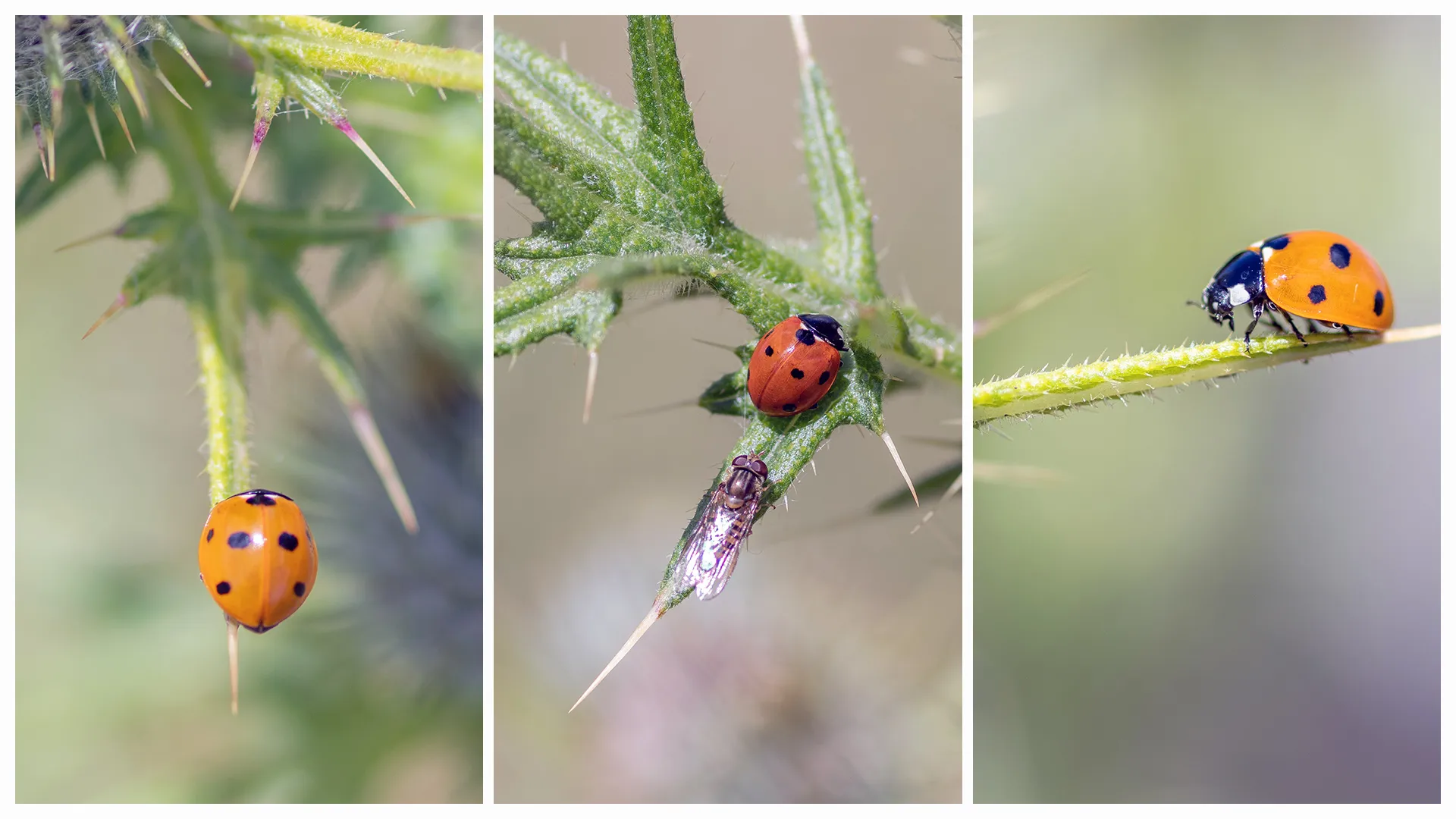 Triptych Insects on Plants