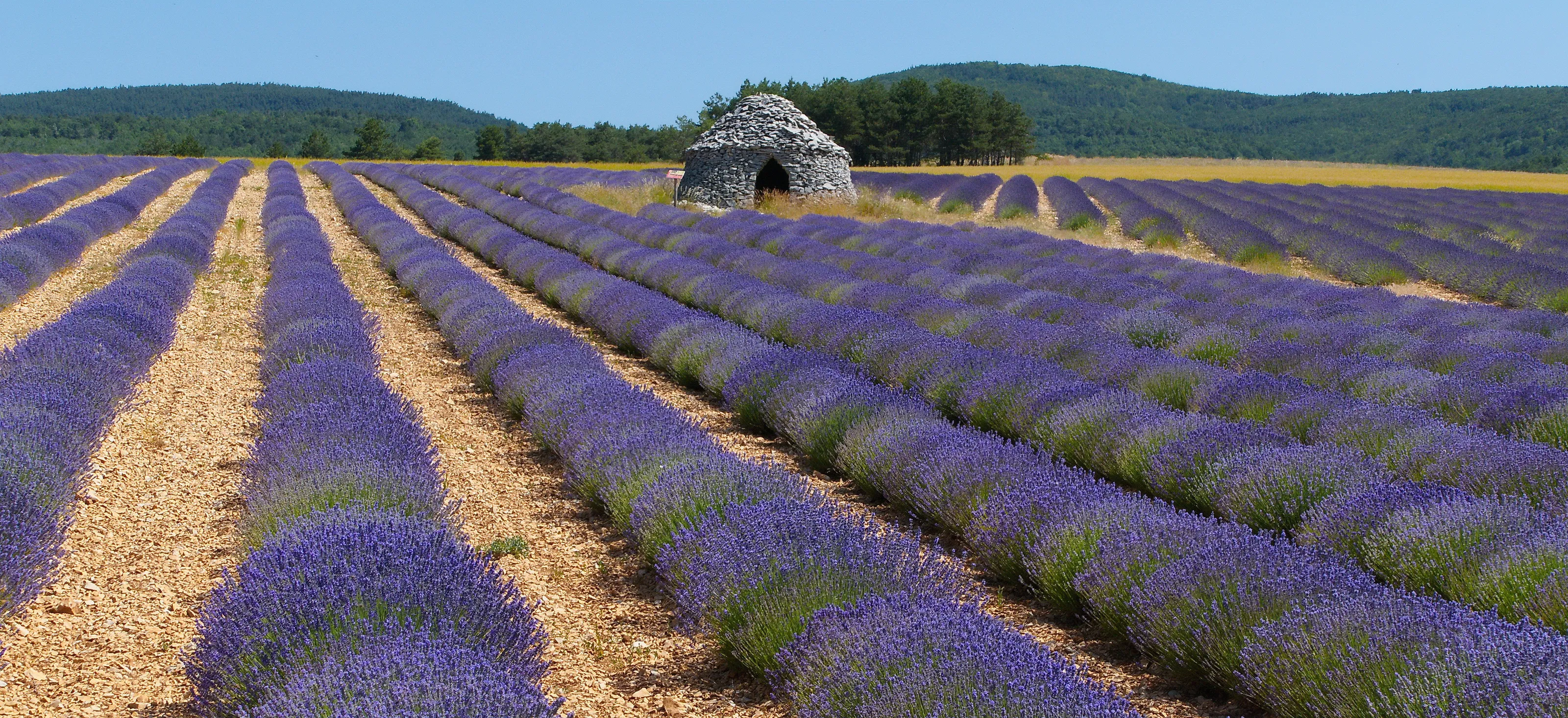 Lavender Fields in Colour