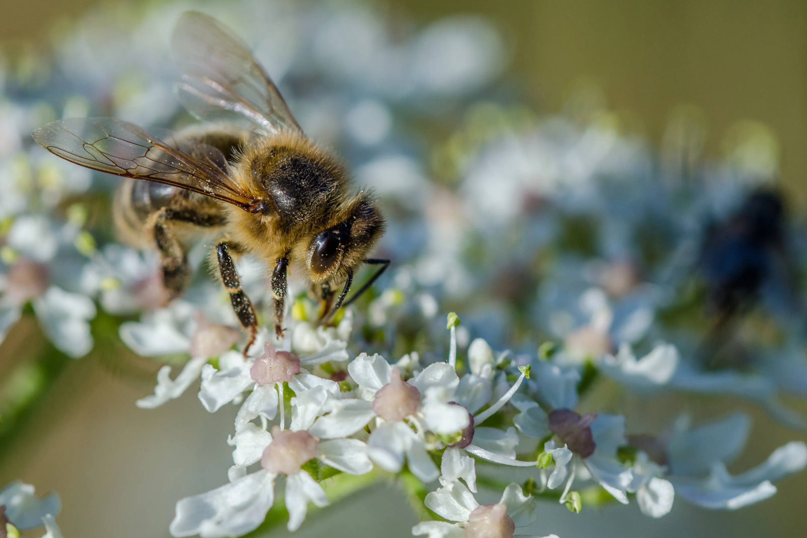 Bees and Flowers