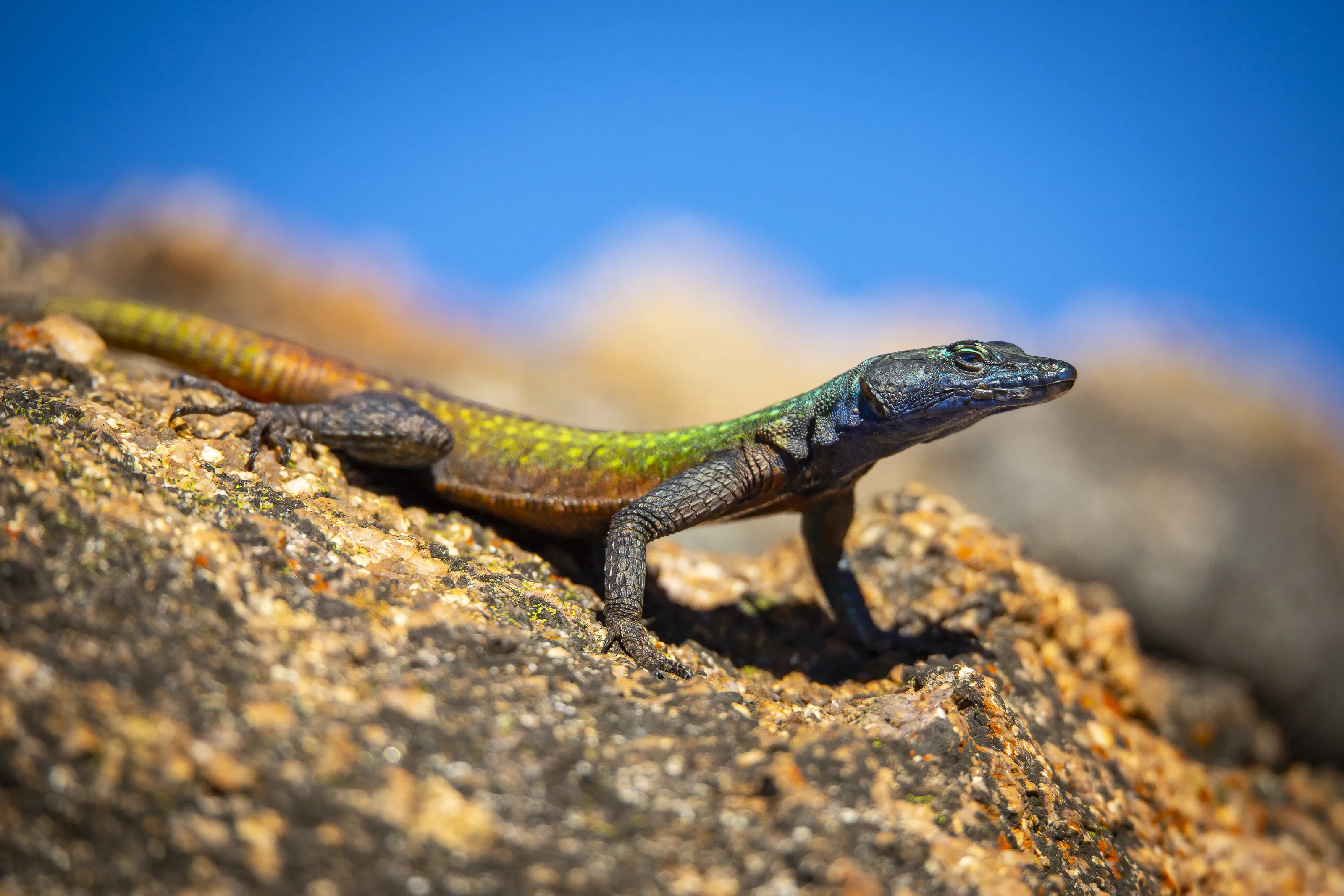 Colourful Reptiles in Nature
