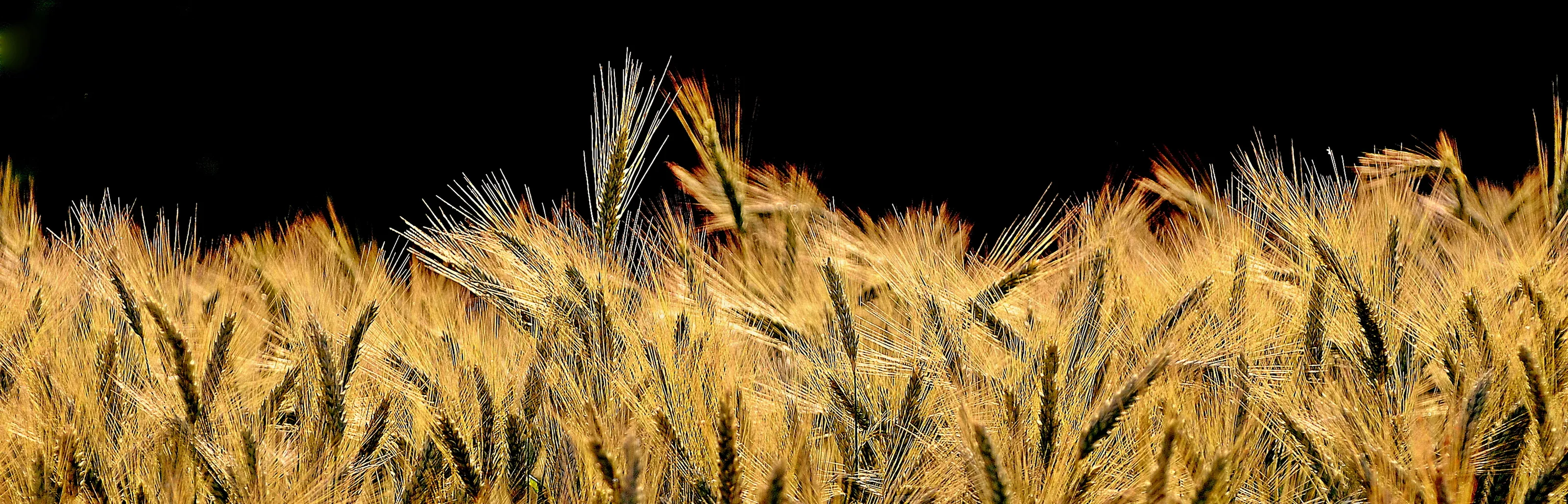 Crops