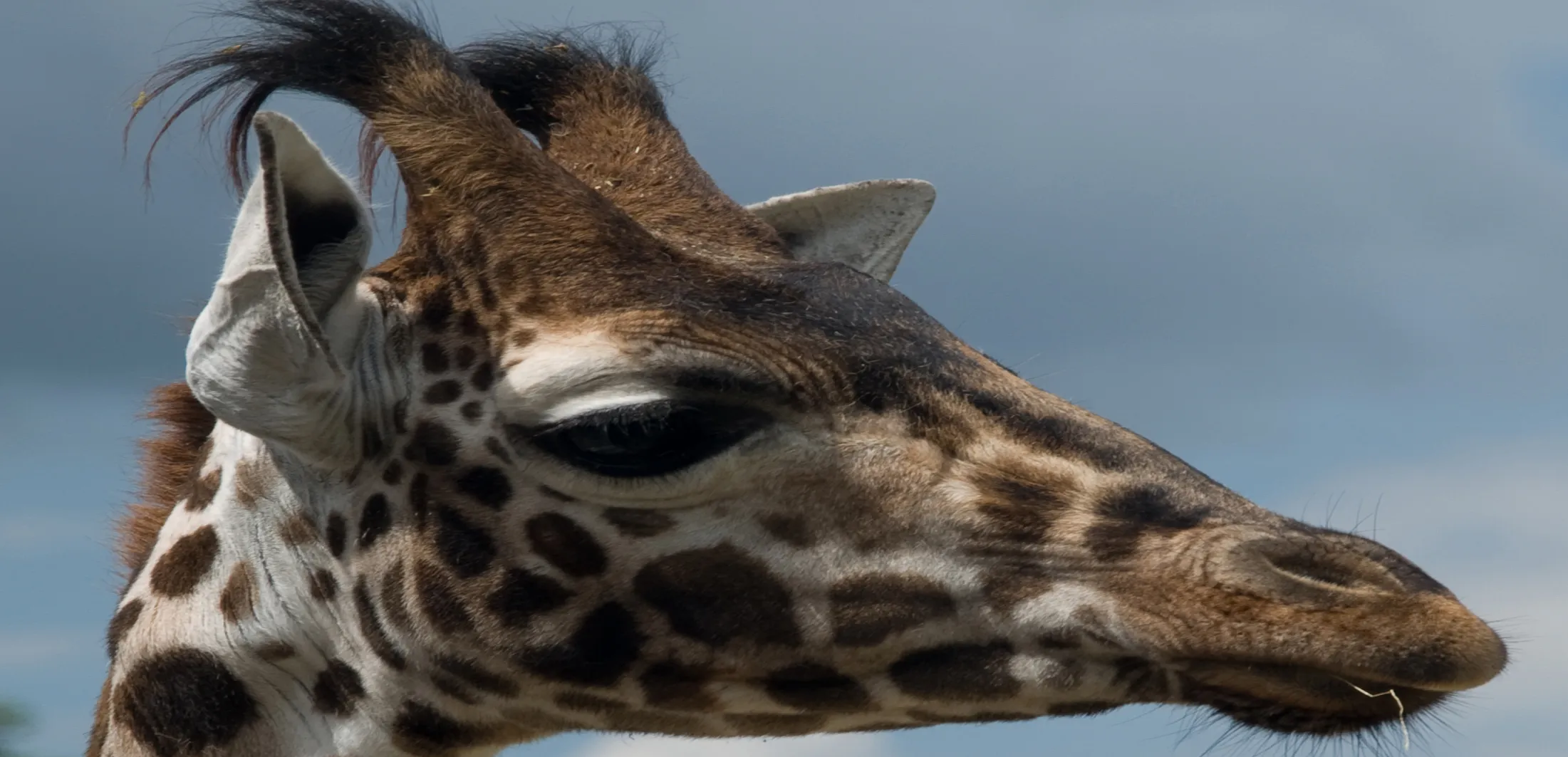 Giraffes