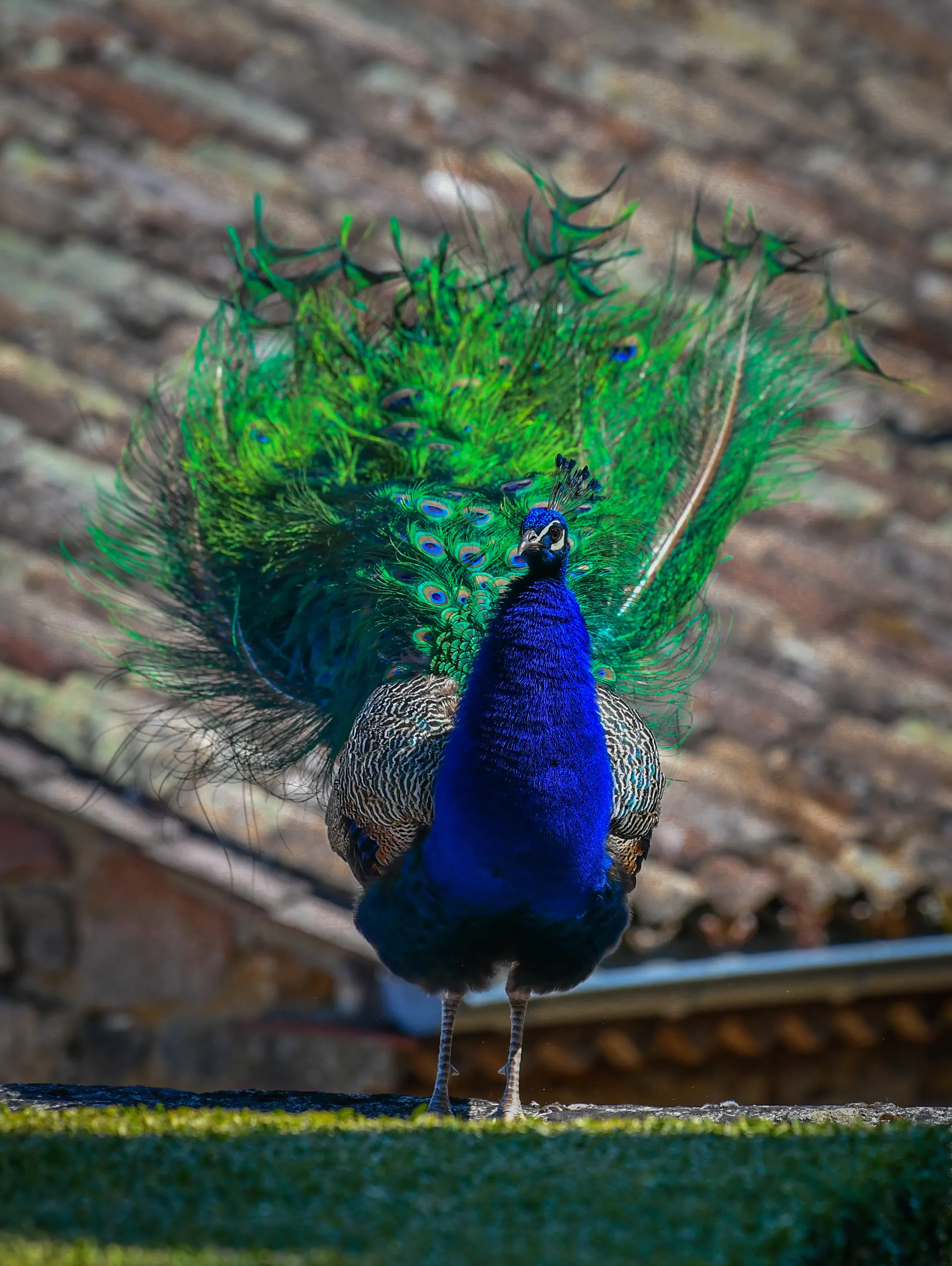 Peacocks in Colour