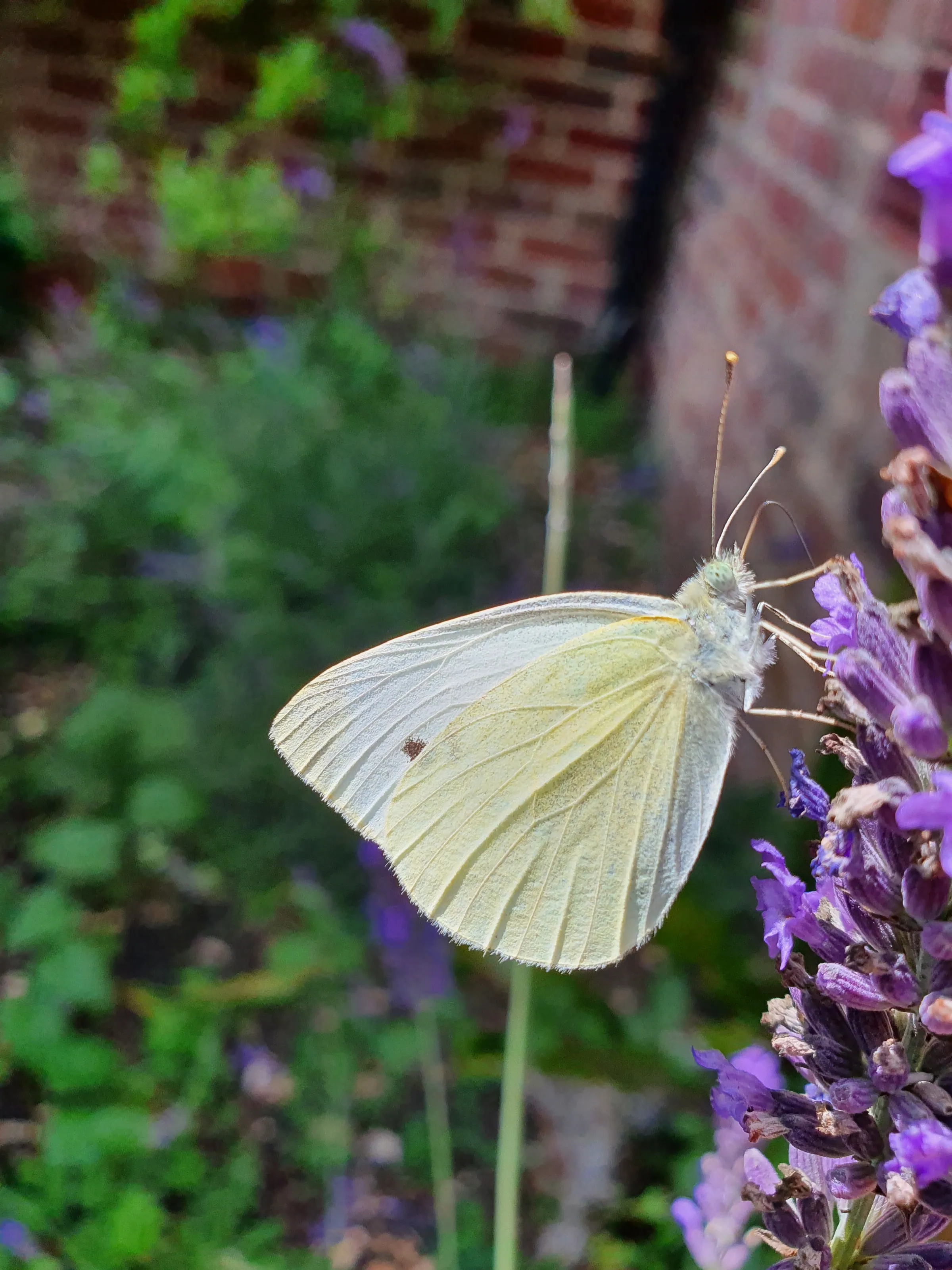 Butterflies (no people)
