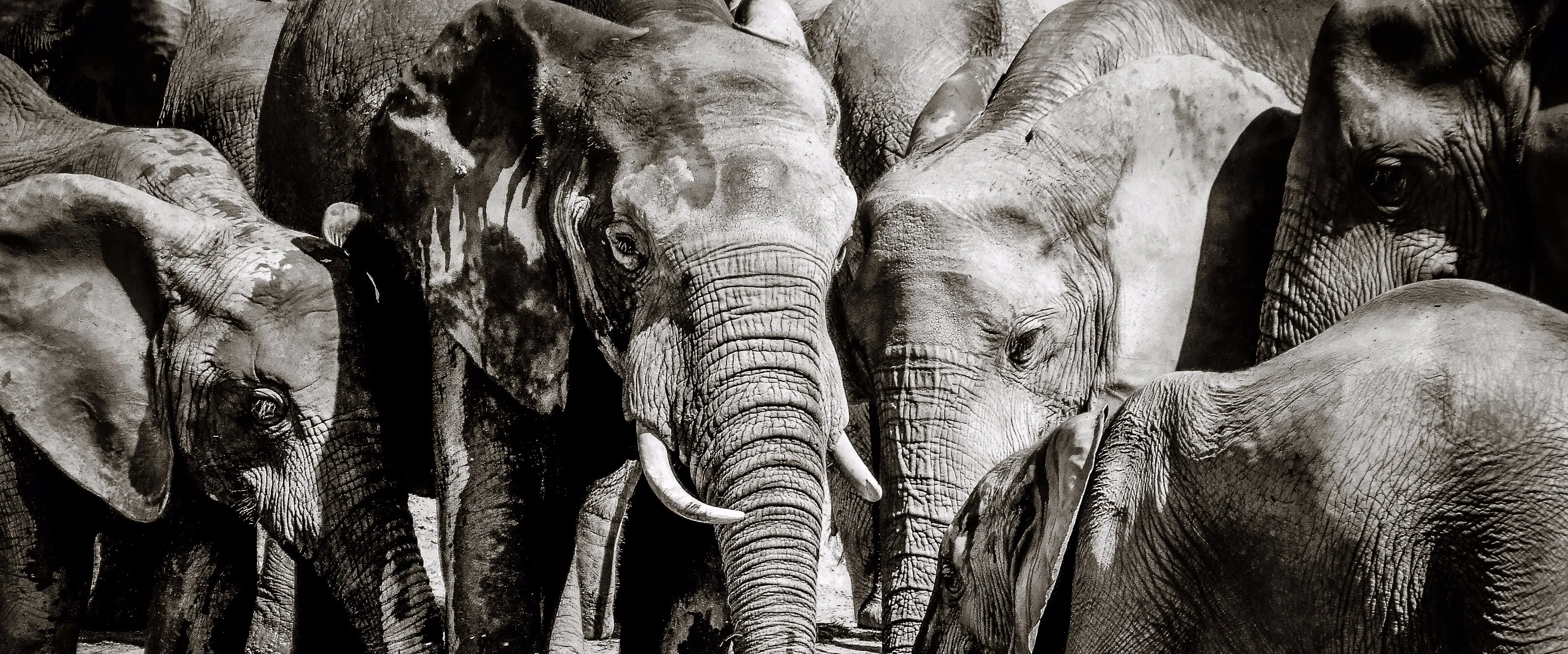 Animals in black and white
