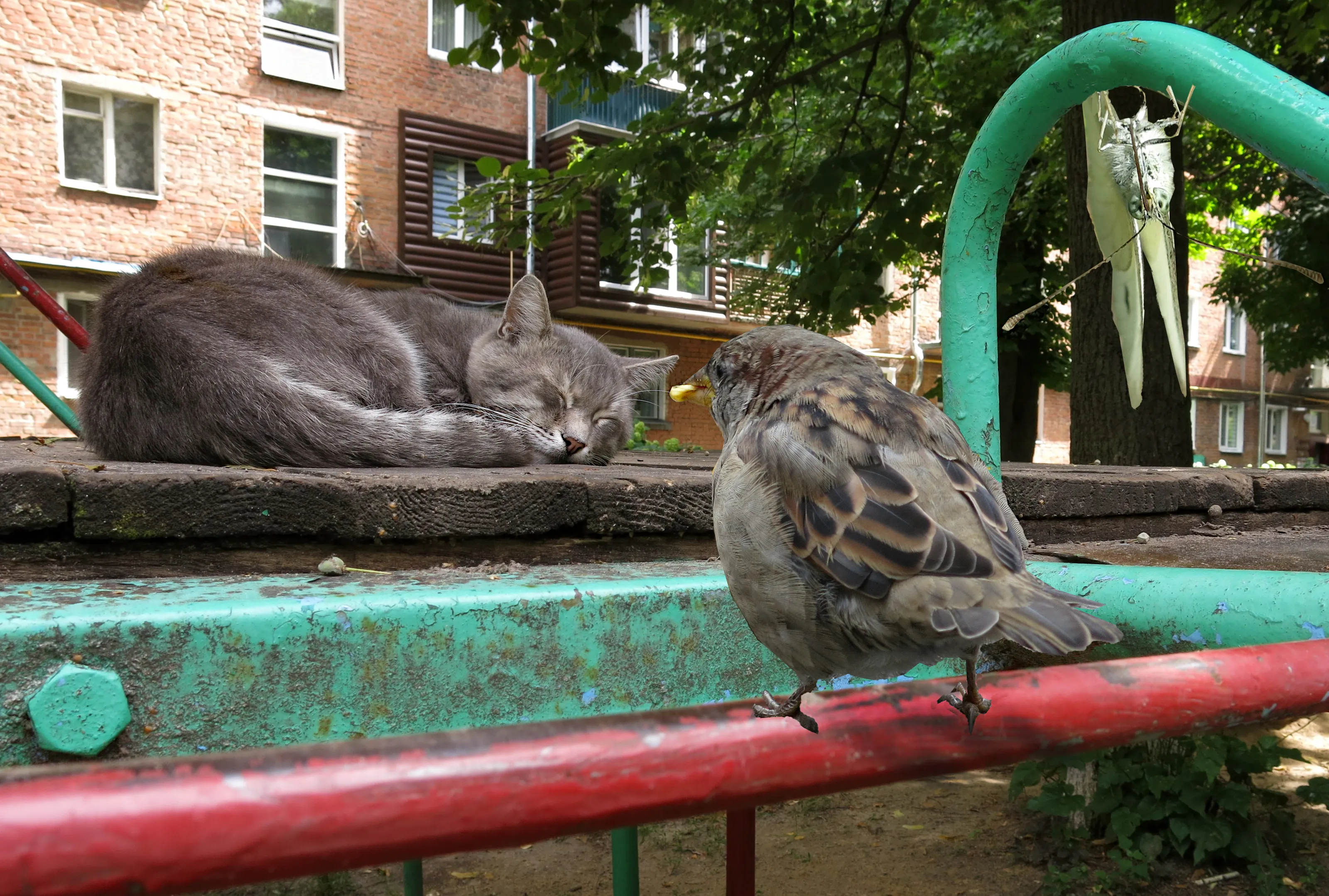 Composite Images With Cats