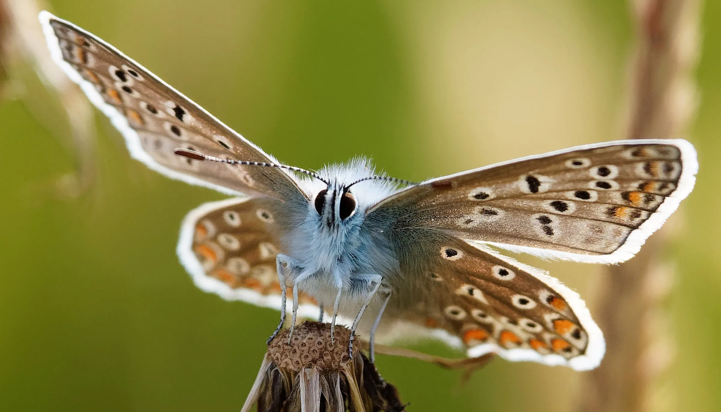 Butterflies in Colour