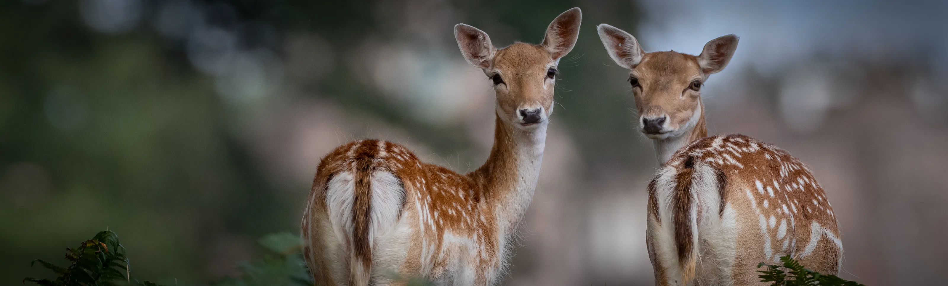 Fallow Deer