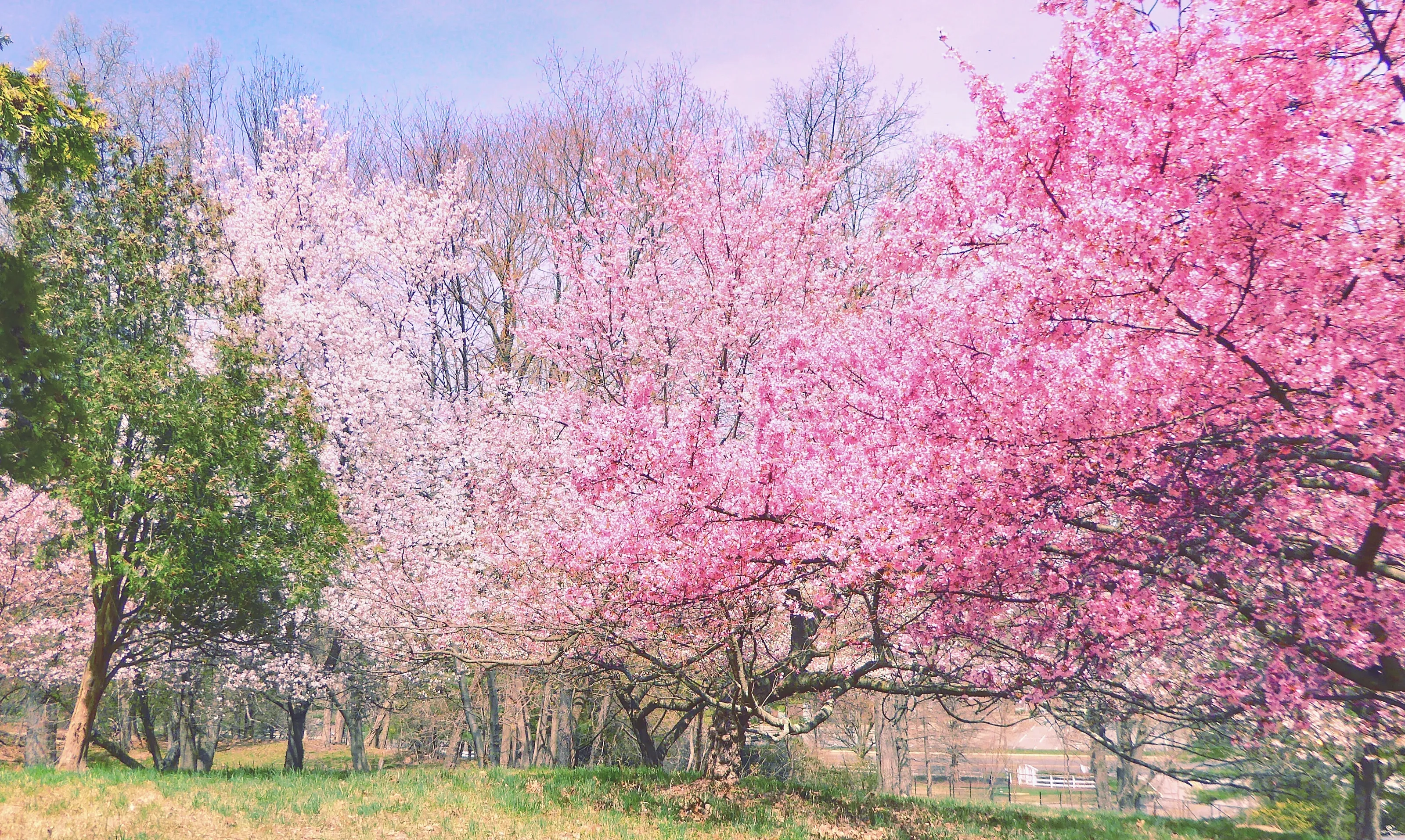 The Colour Pink