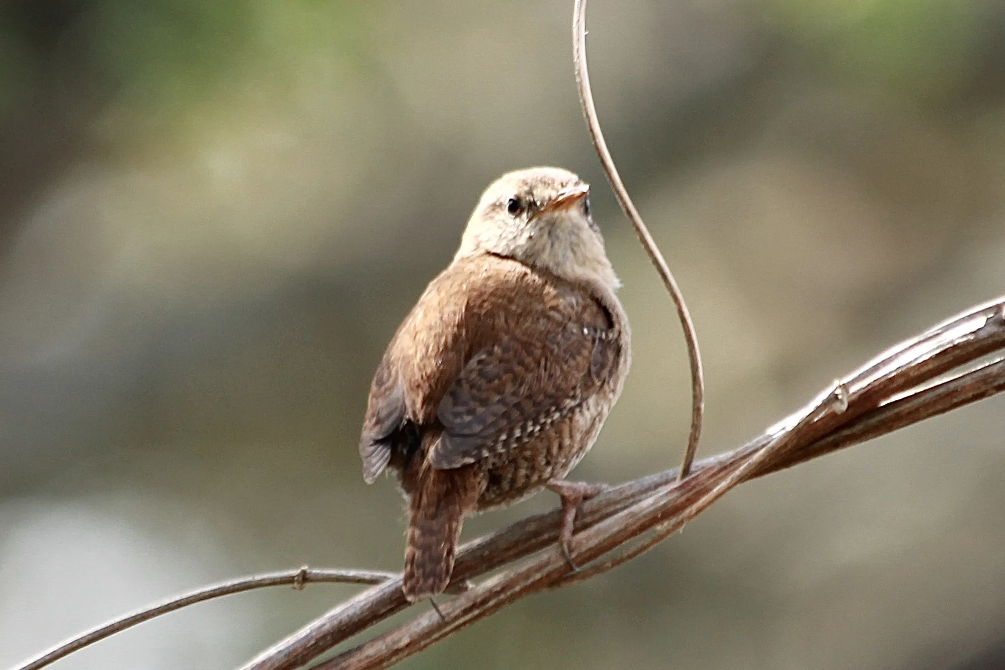 Small Brown Birds