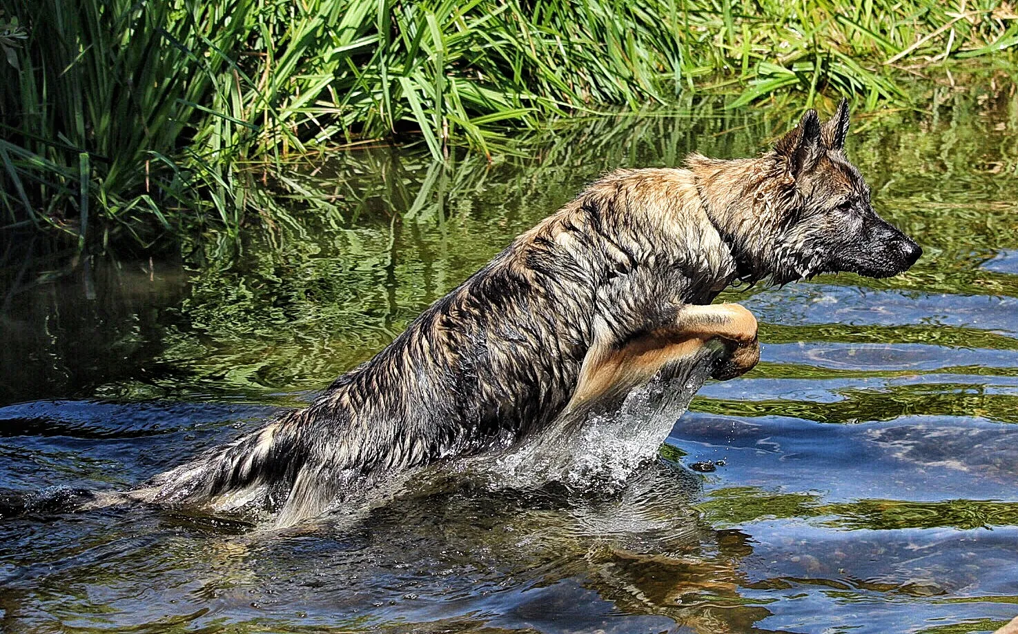 German Shepherd Dogs (no people)