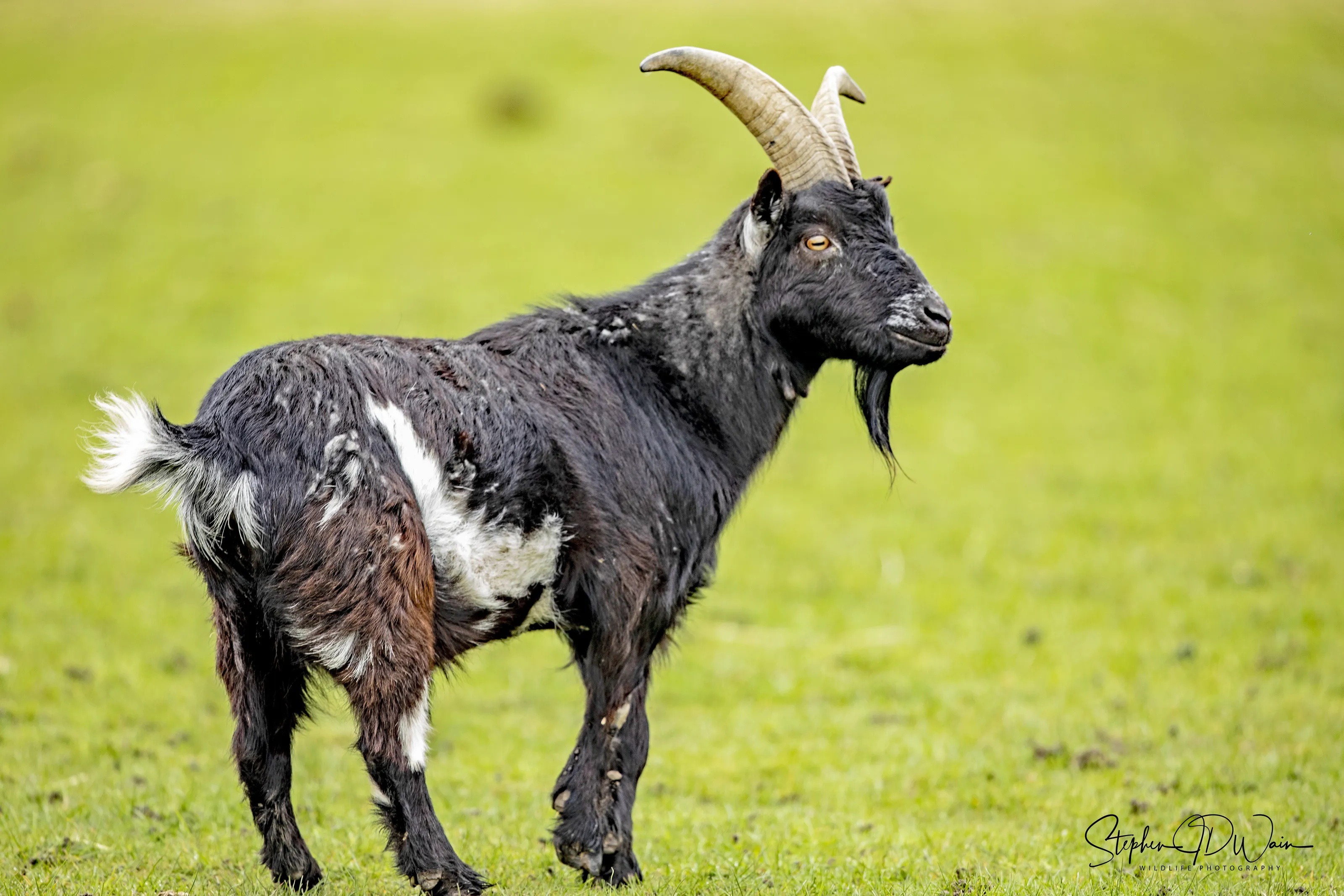 Goats (no zoo animals)