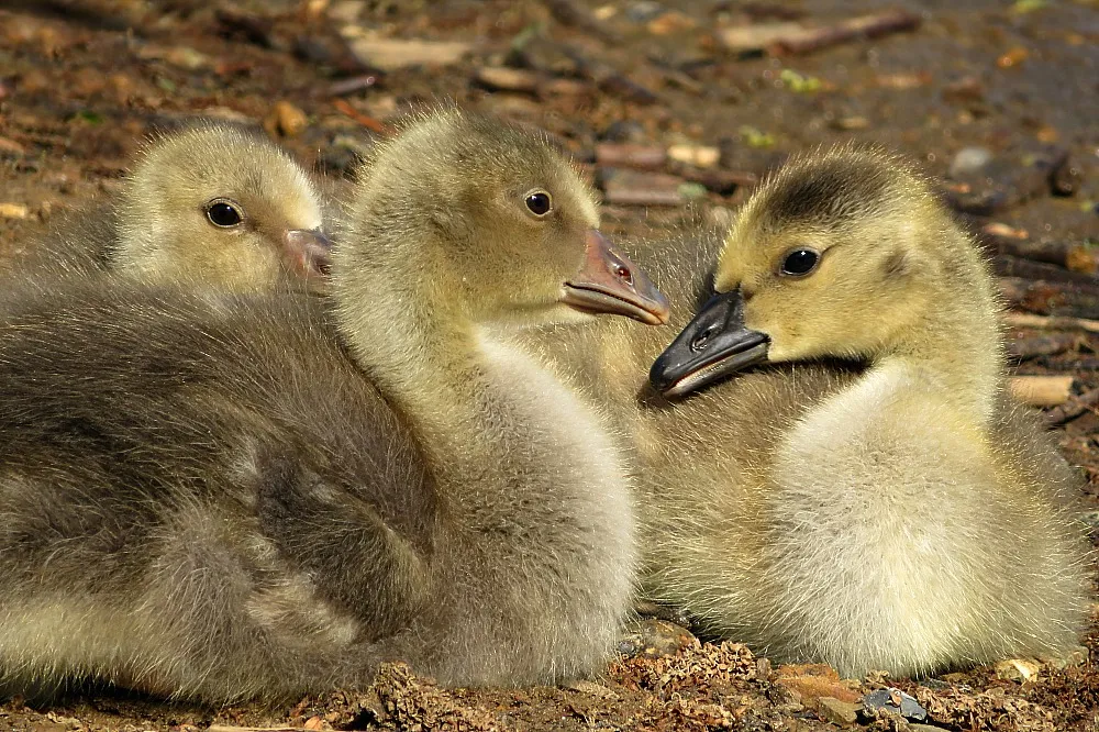 Baby Birds in Colour