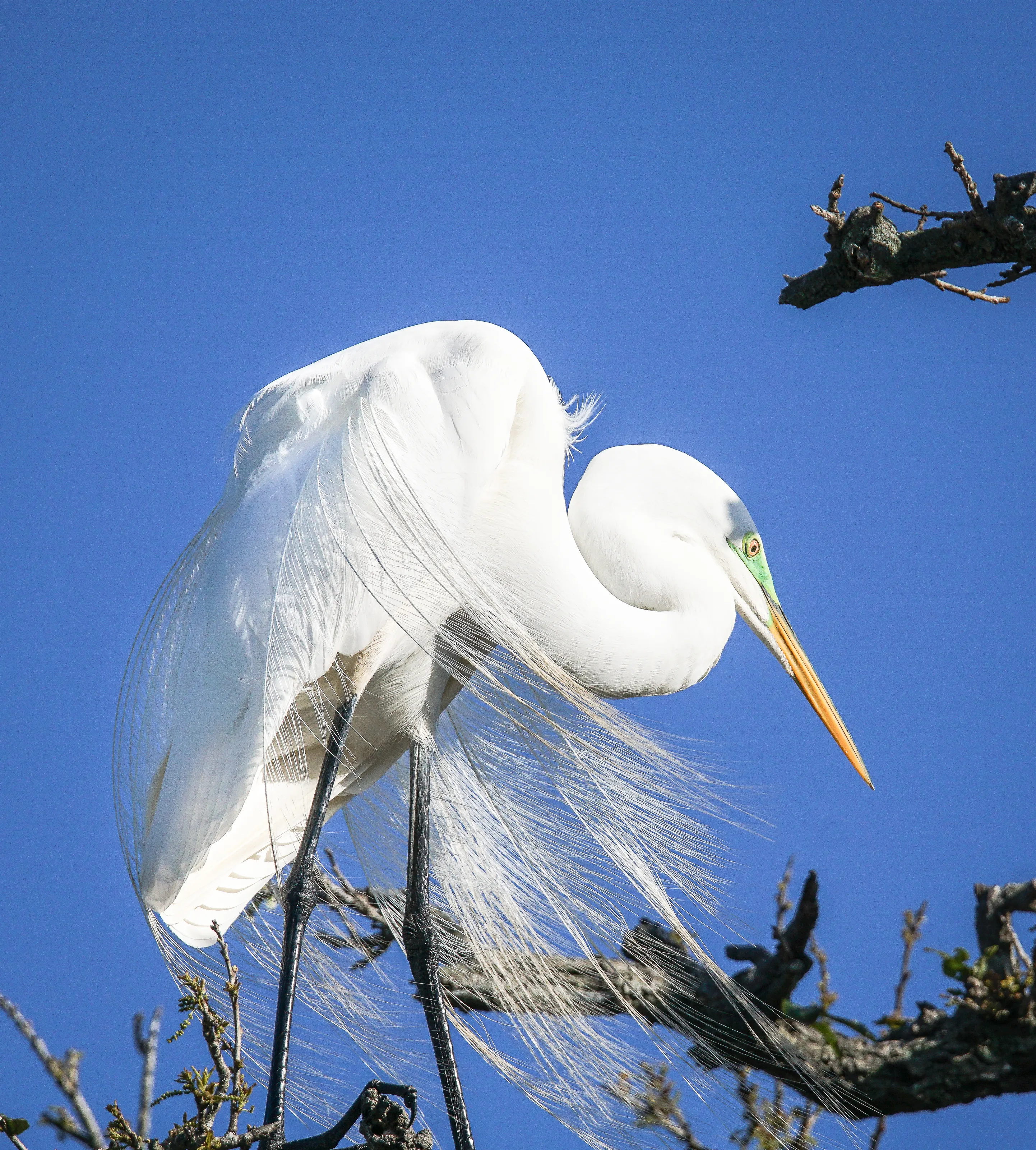Beautiful Wading Birds