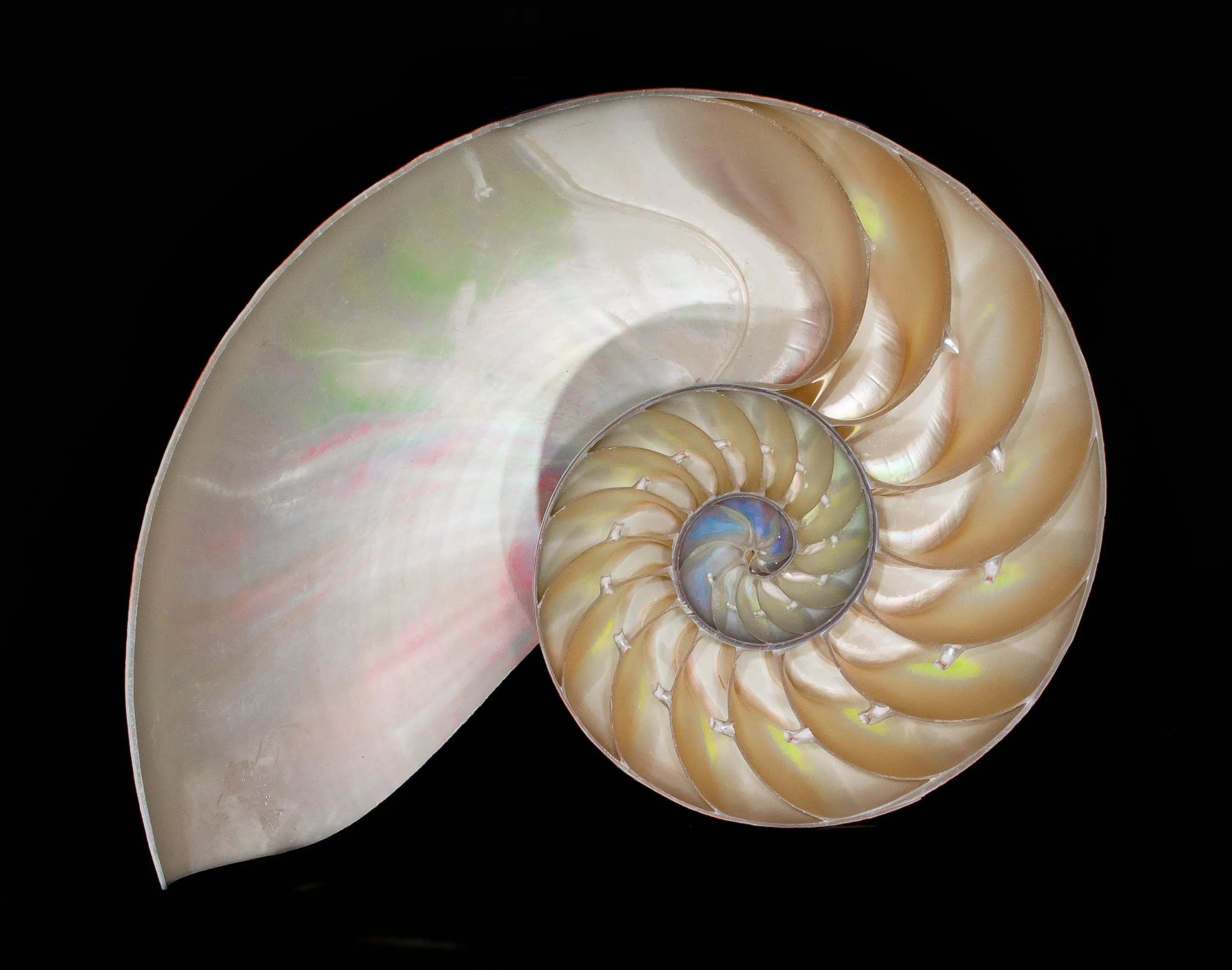 Nature's Spirals