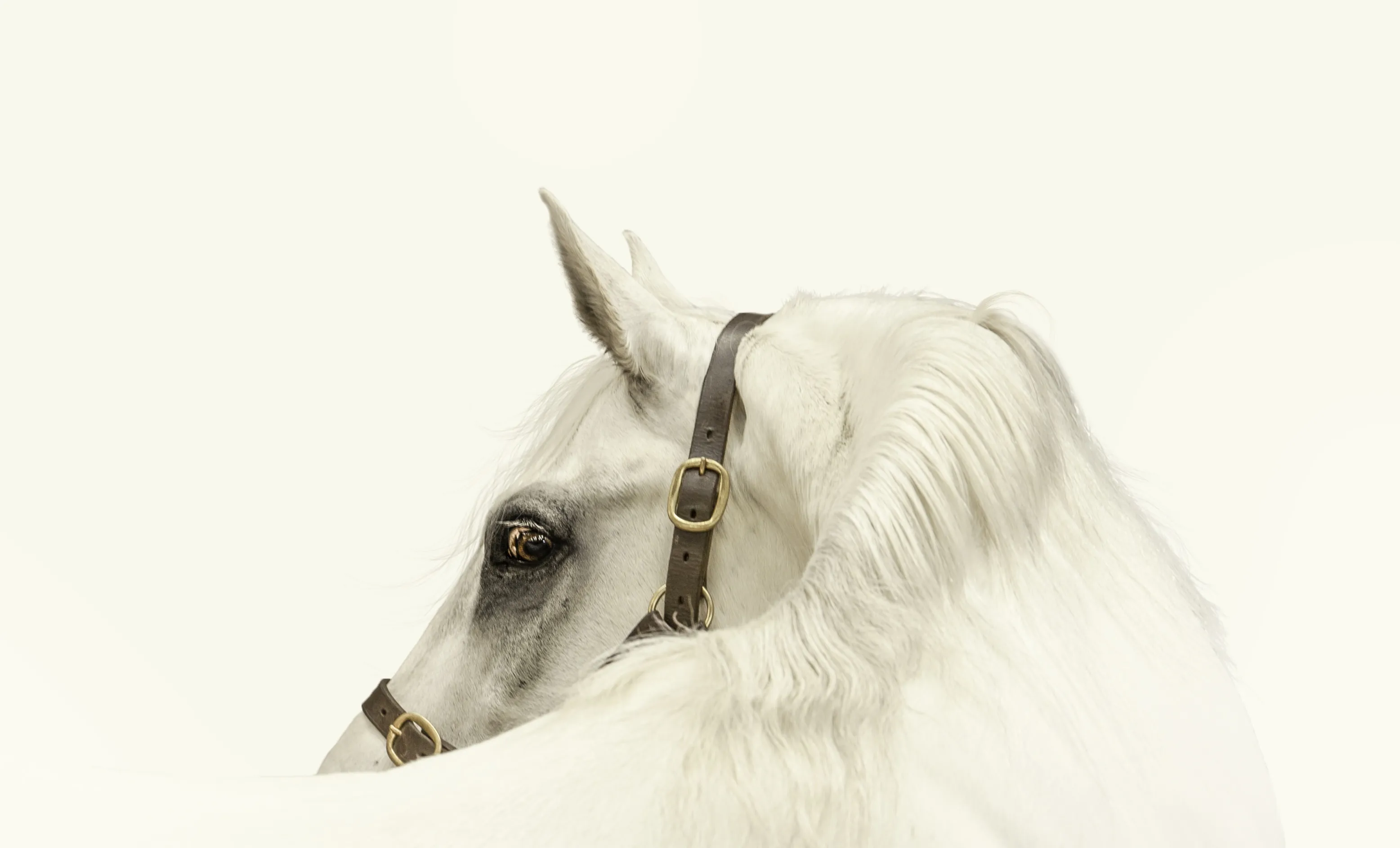 Animals Against A Plain Background
