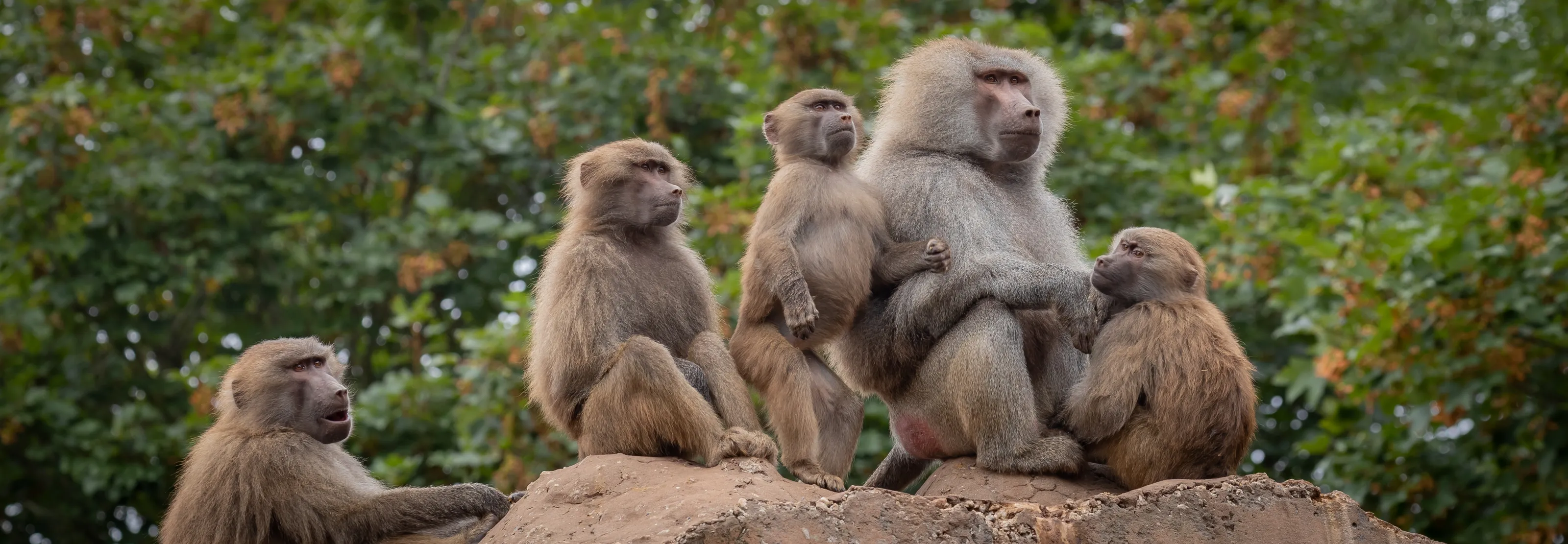 Baboons