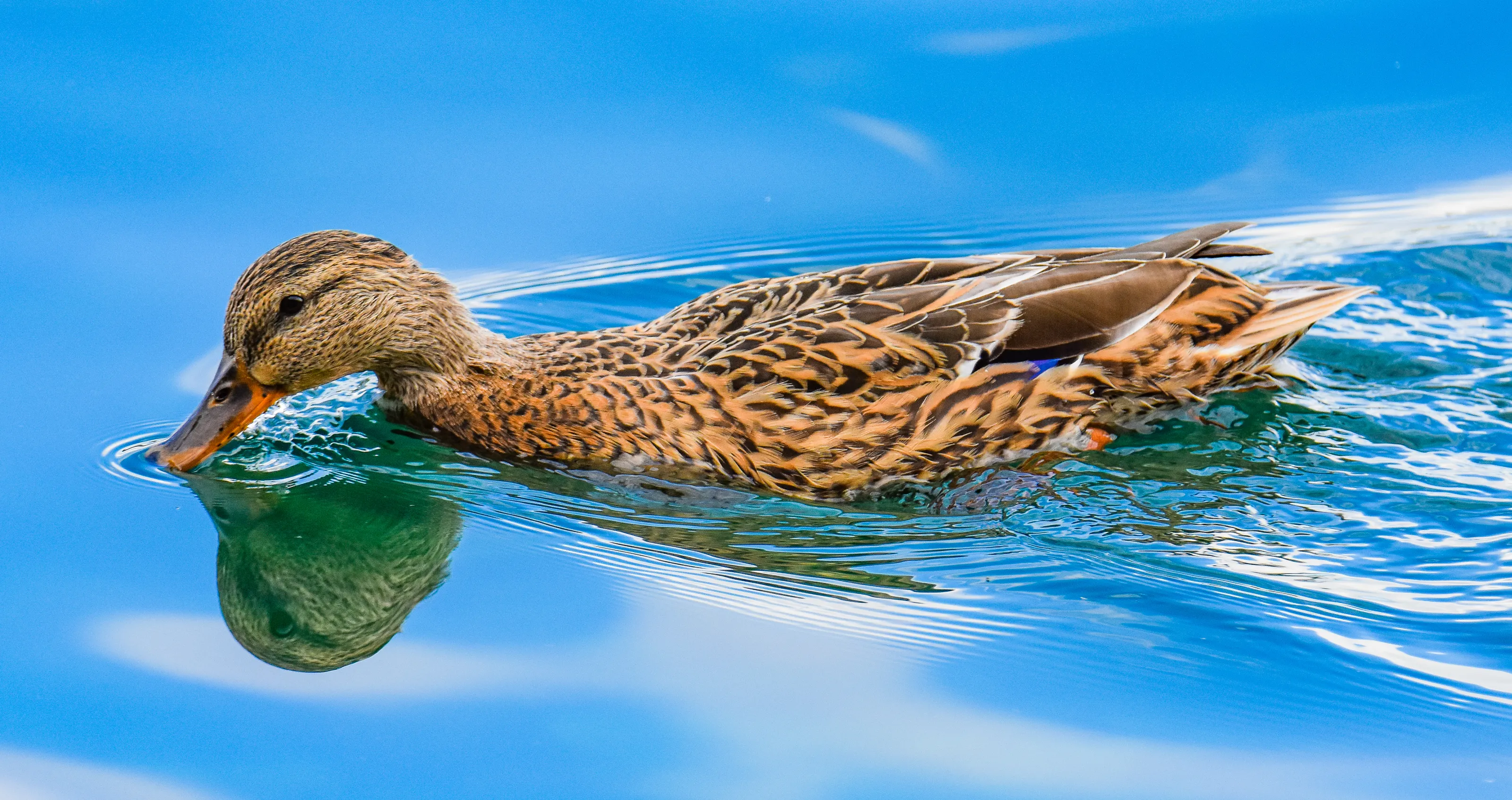 Animal Reflections in Water