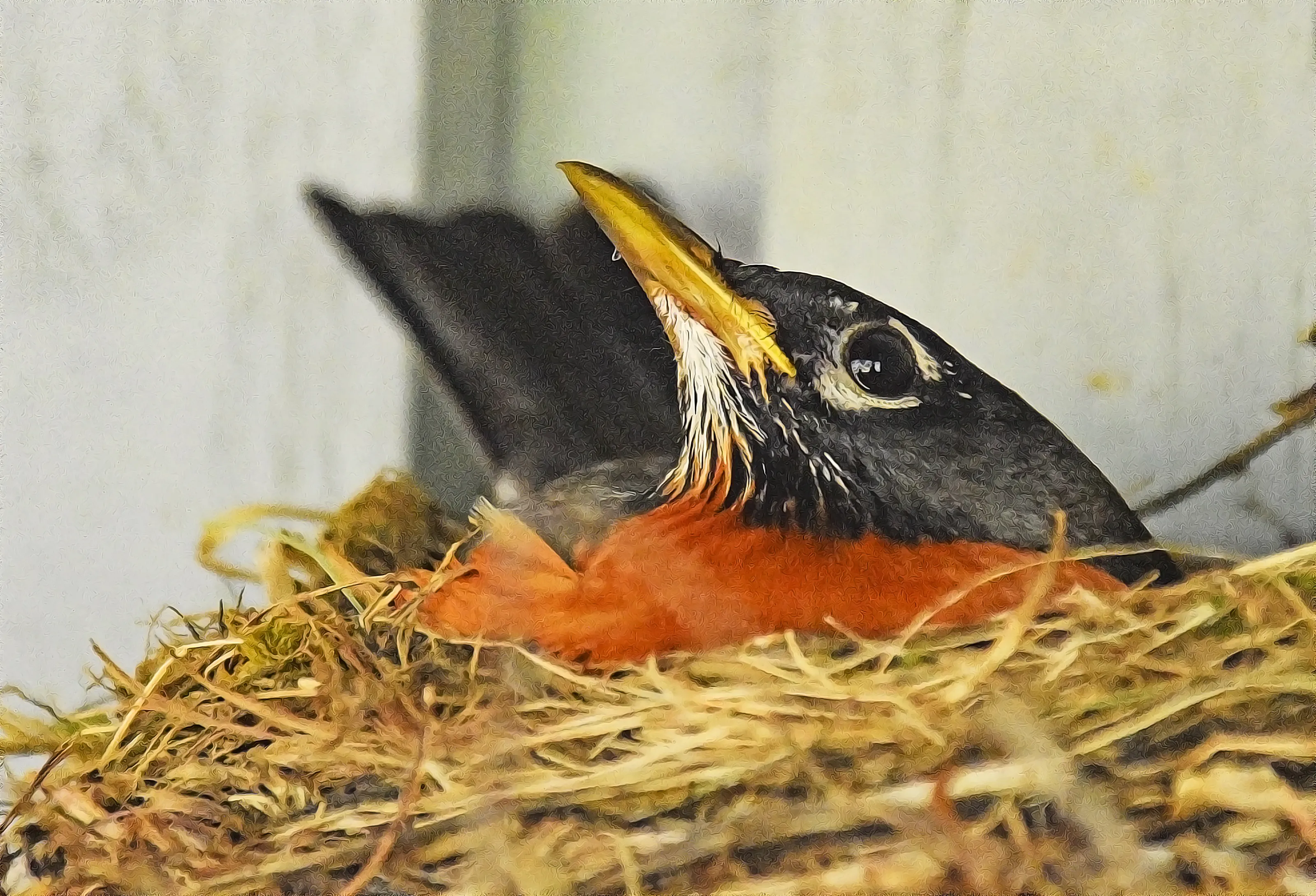 Birds in a Nest