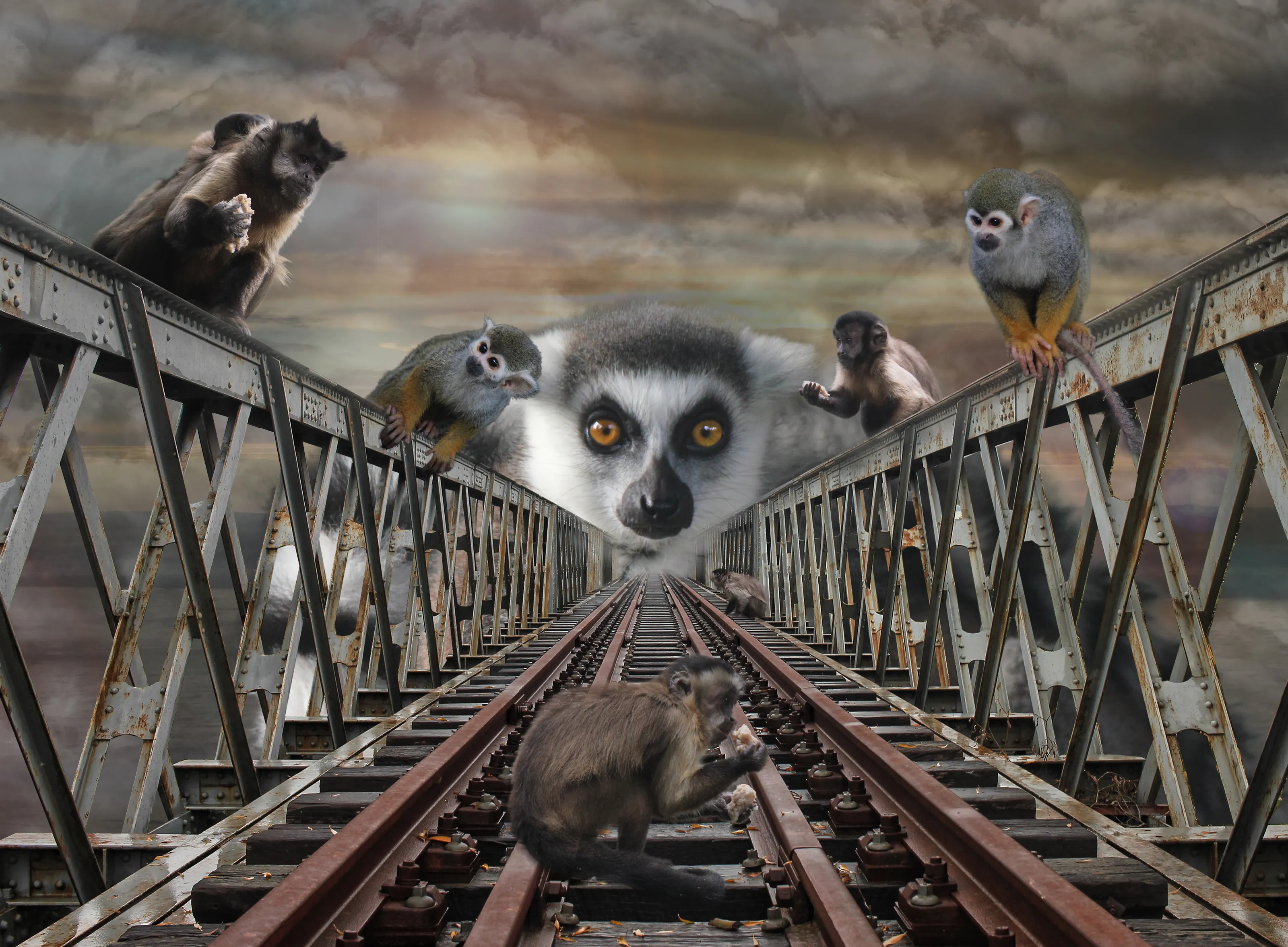Animals