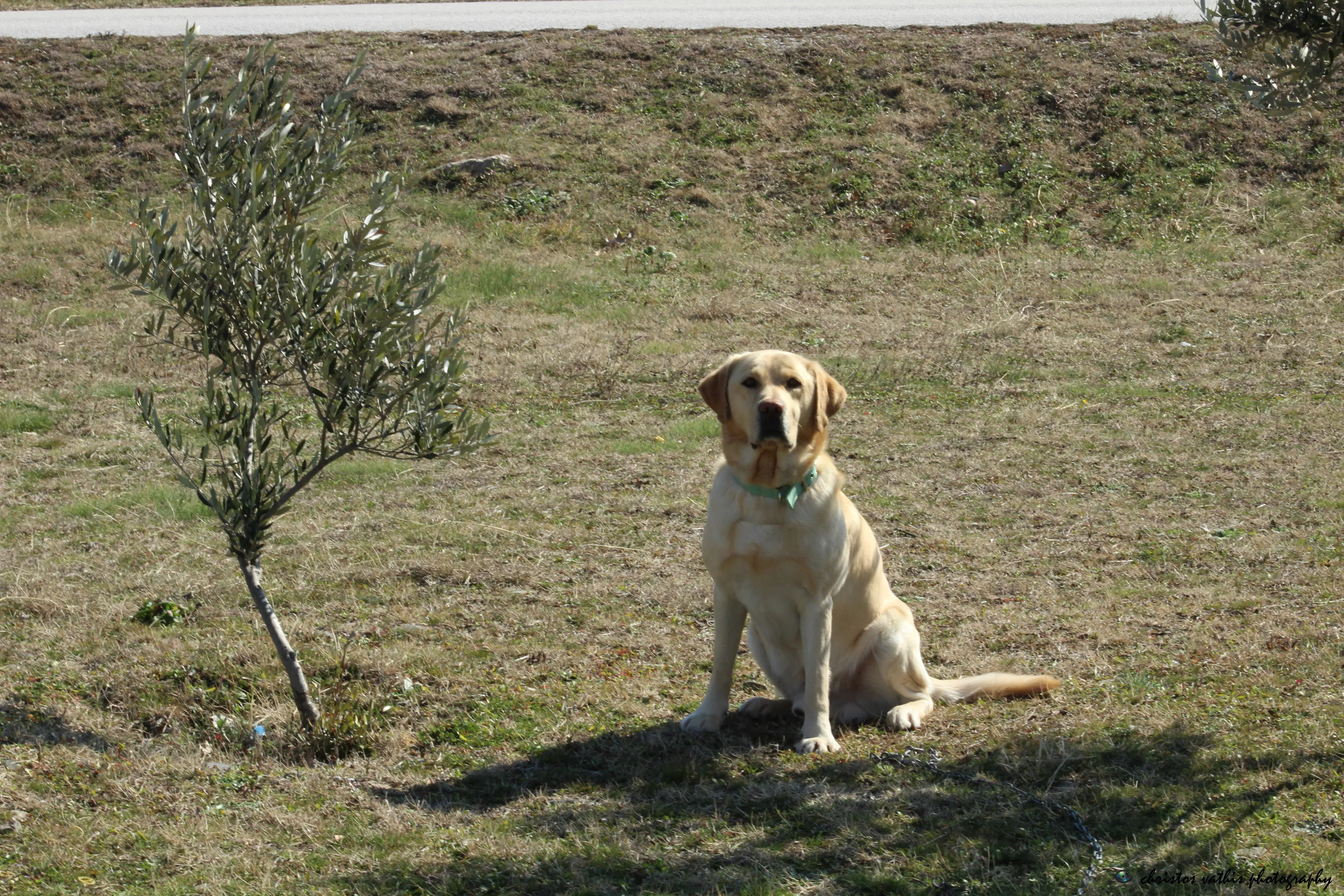 Labrador Retriever Dogs (no people)
