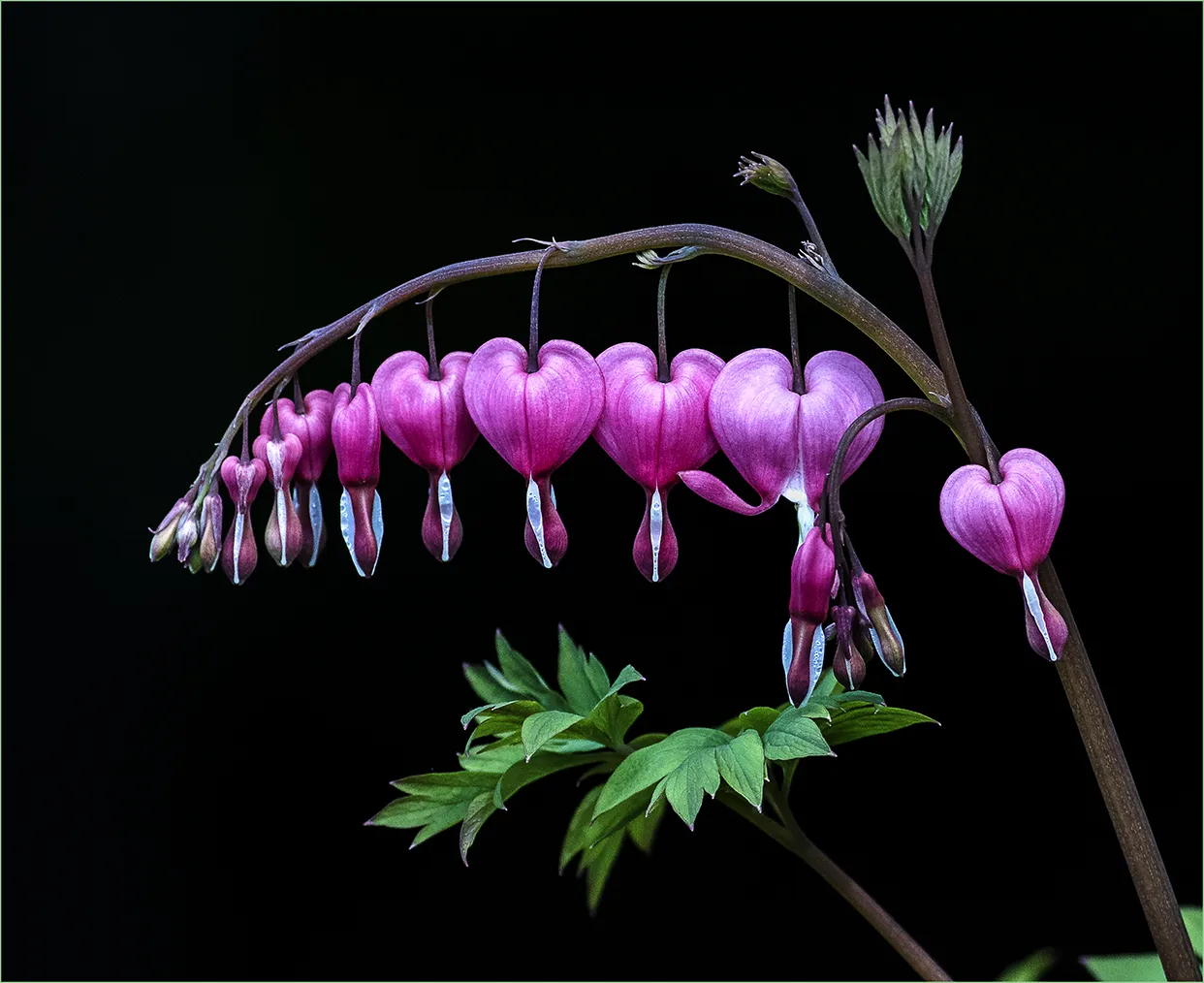 Fuschia, Columbine and Bleeding Hearts (in colour)