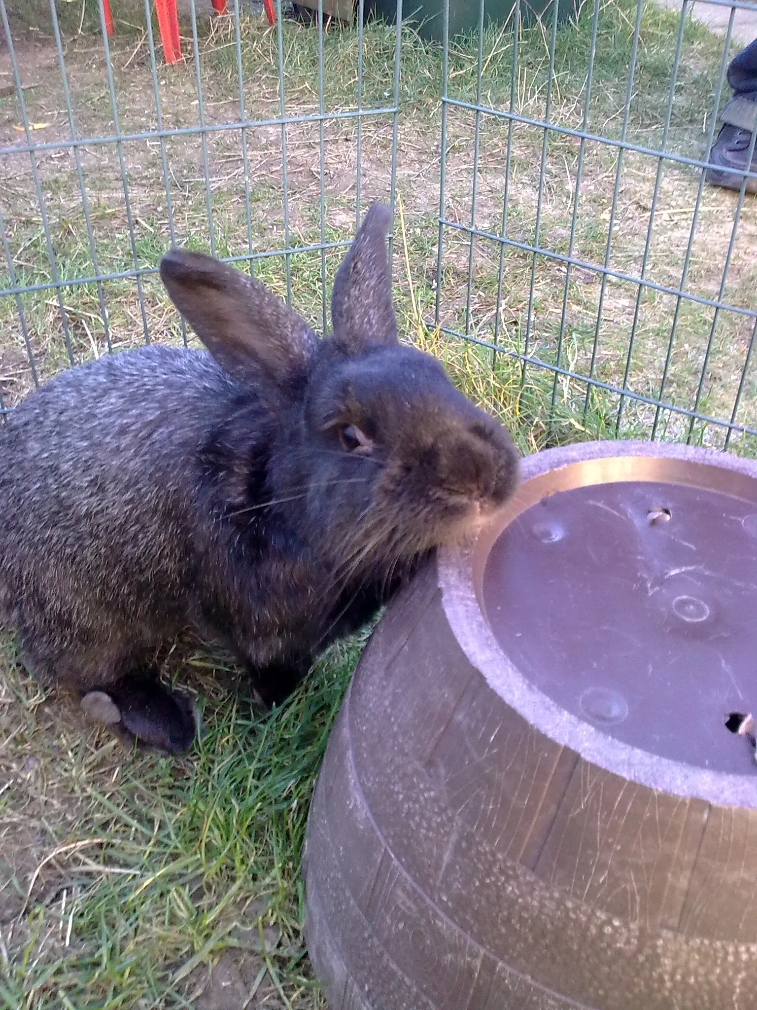 Rabbits and Hares
