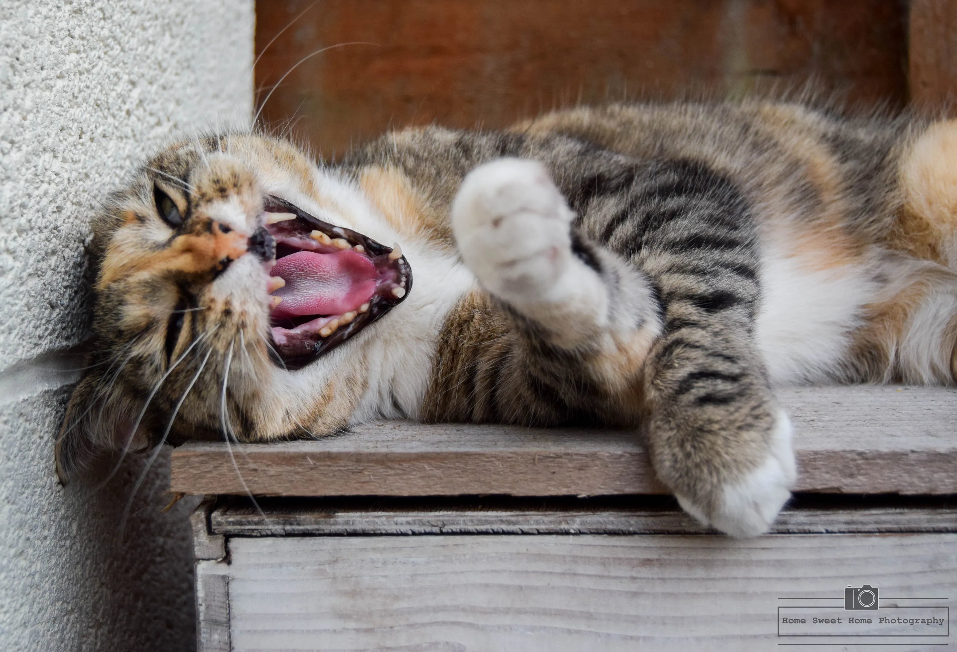 Domestic Cats and Kittens (no people)