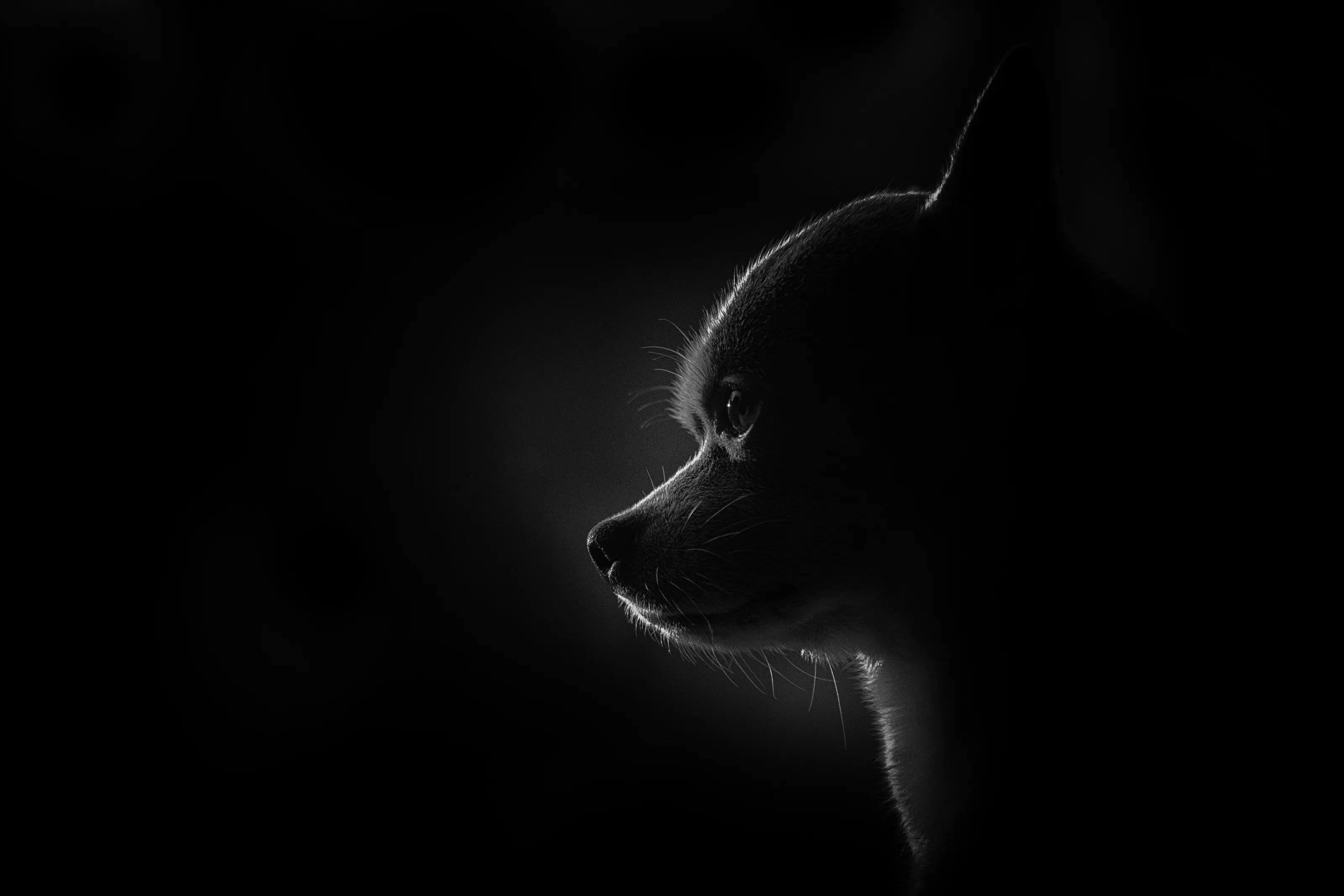 Chihuahuas