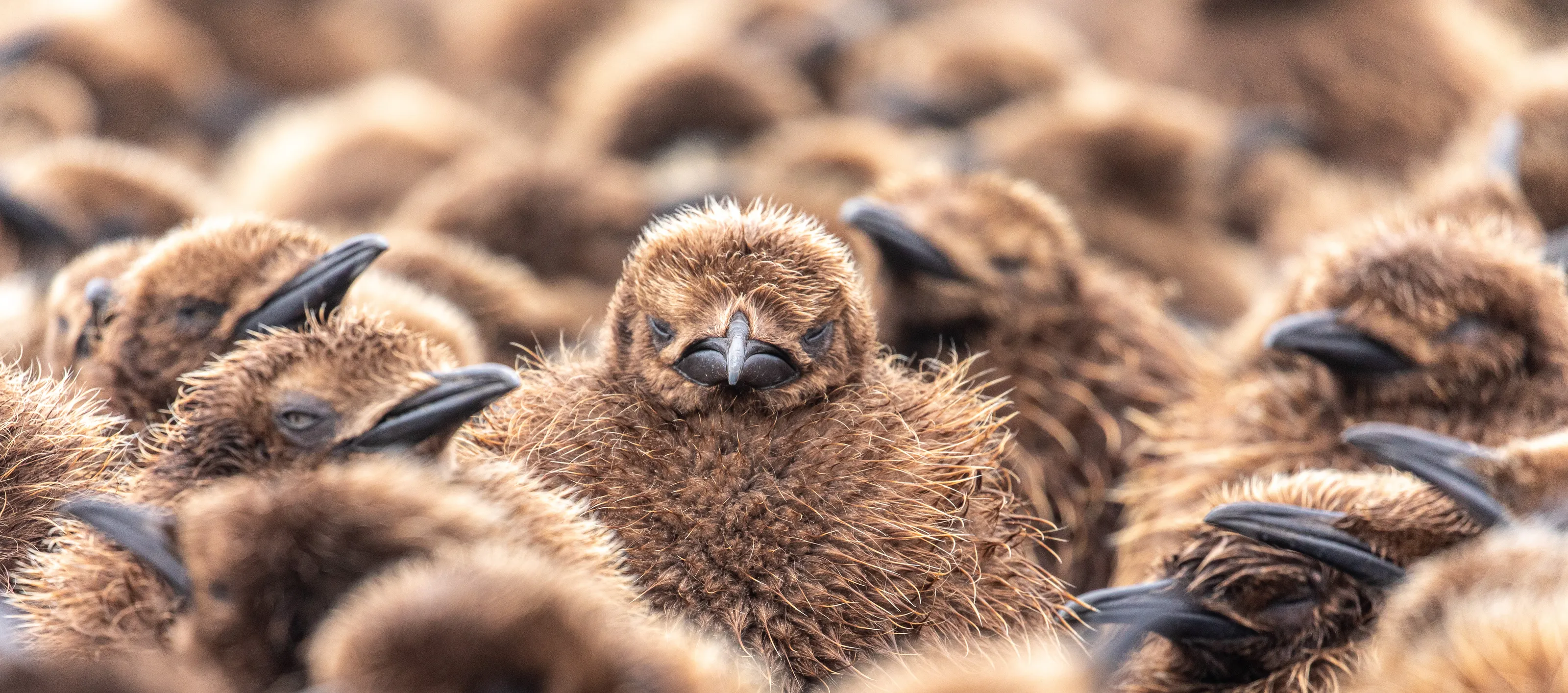 Birds