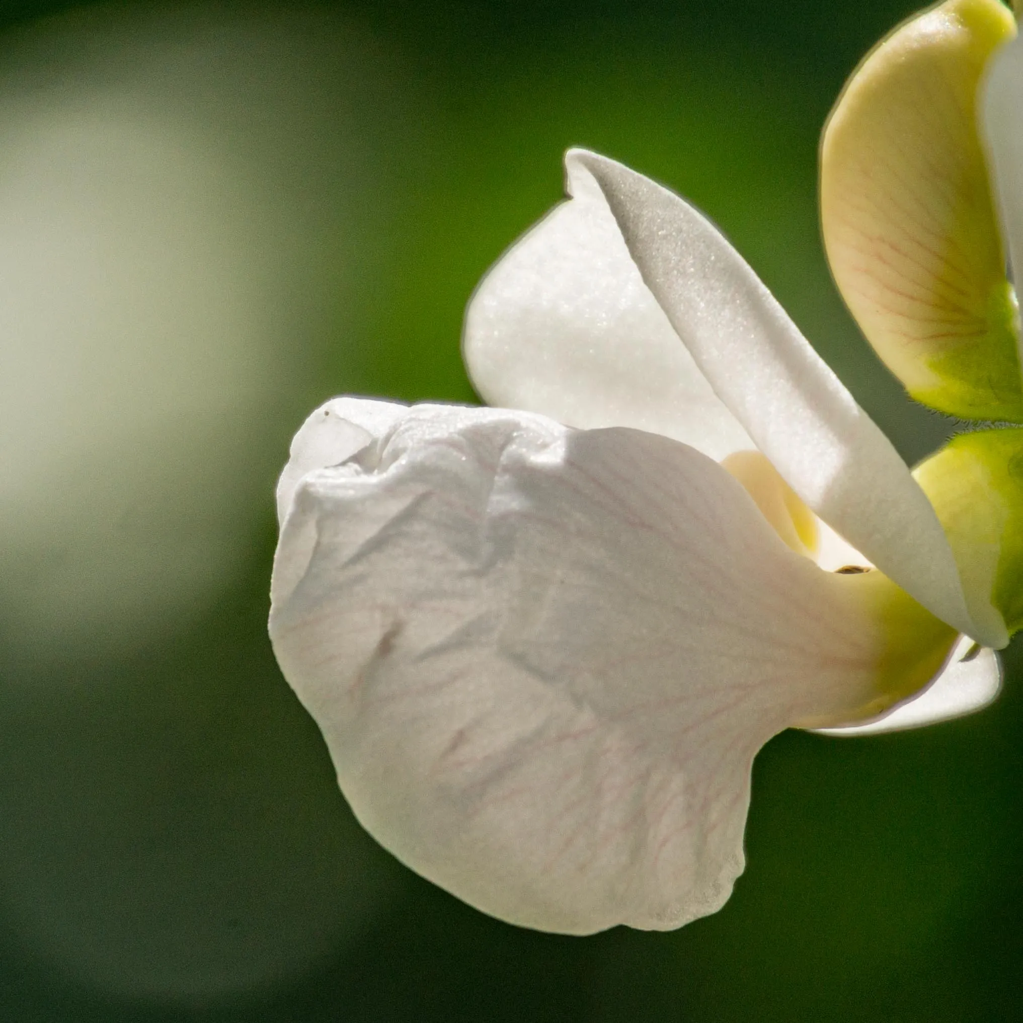 Fruit and Vegetable Flowers (in colour)