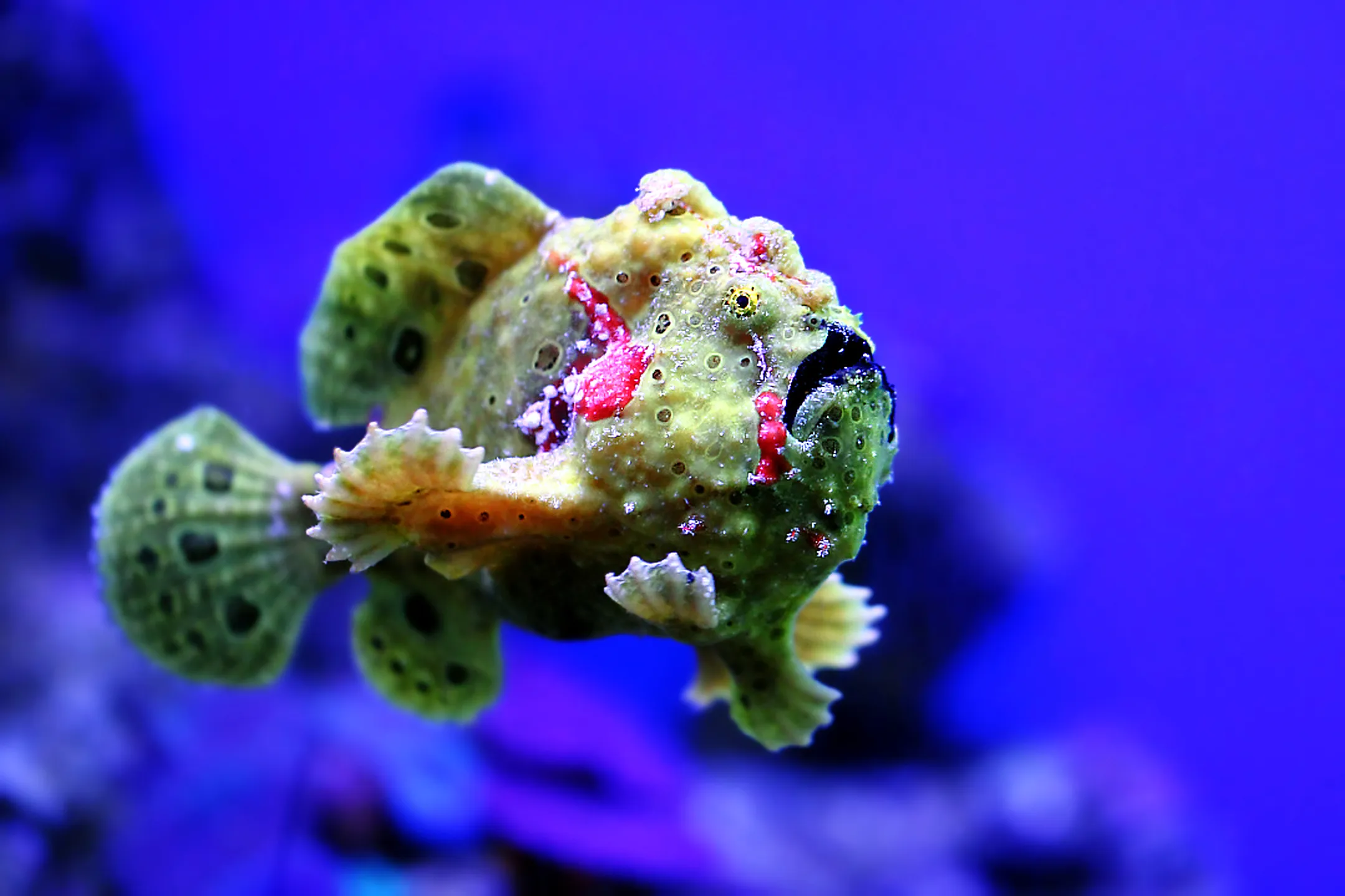 Underwater Creatures on a Blue Background