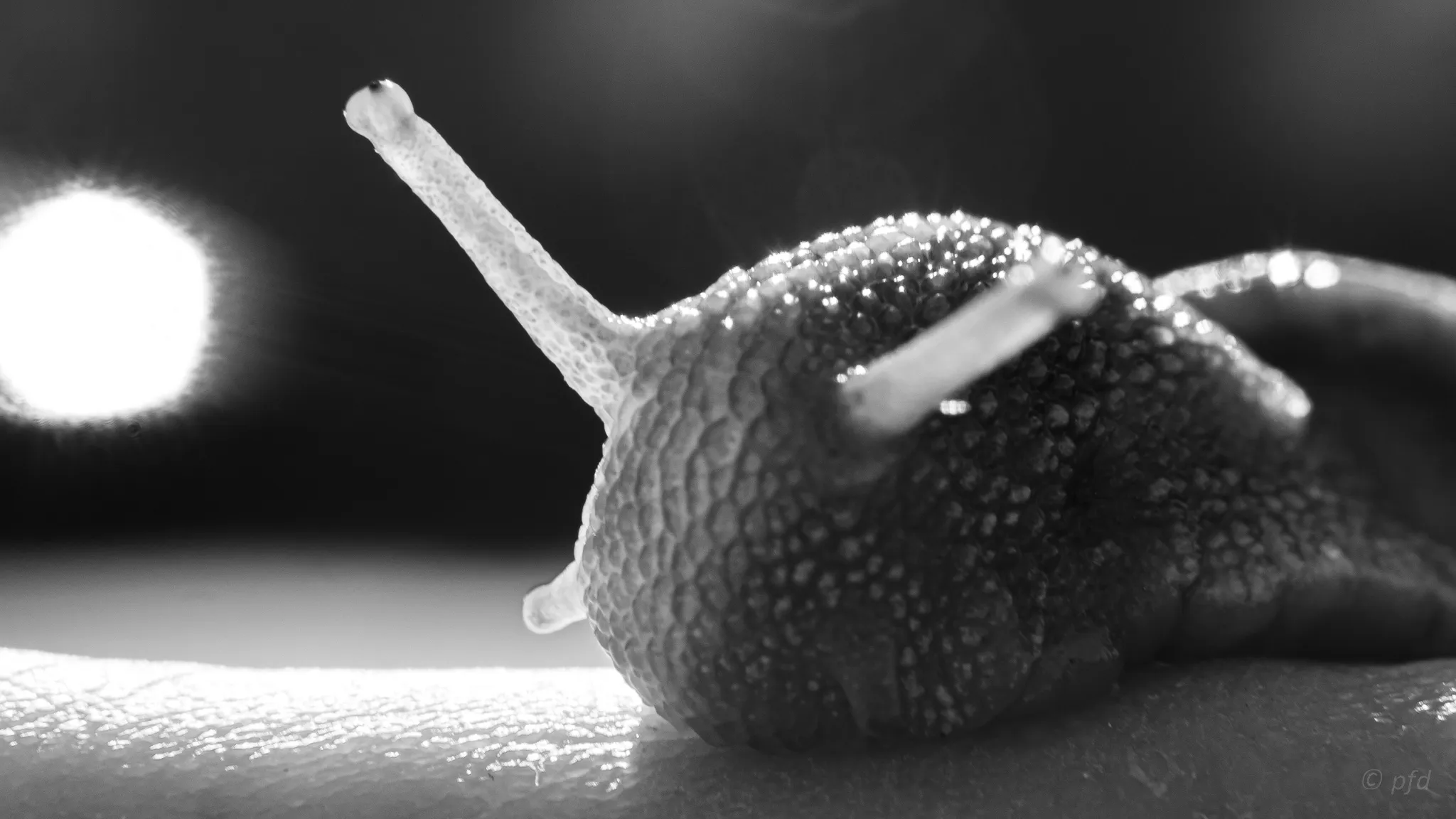 Gastropods