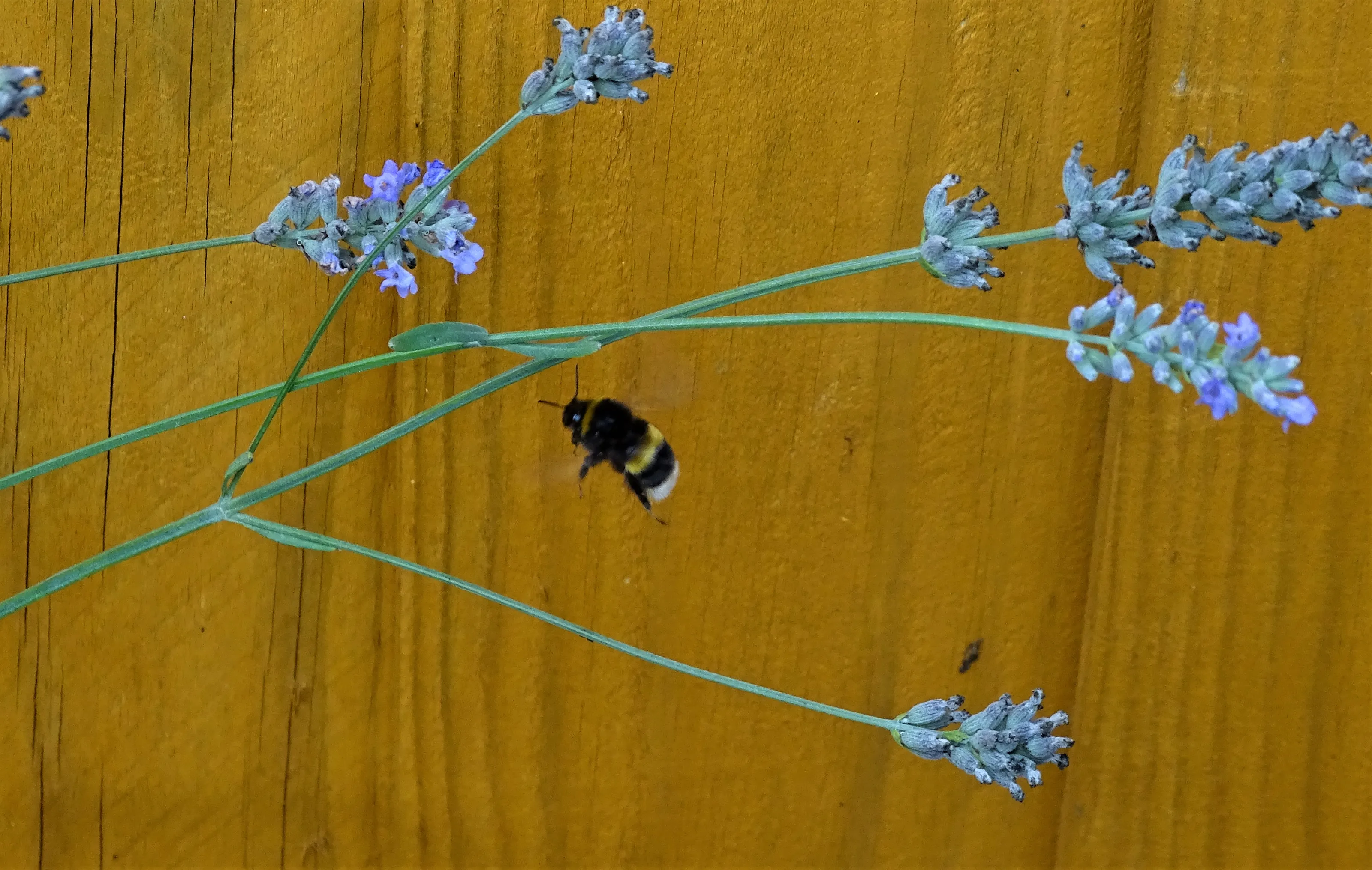 Bees in Flight