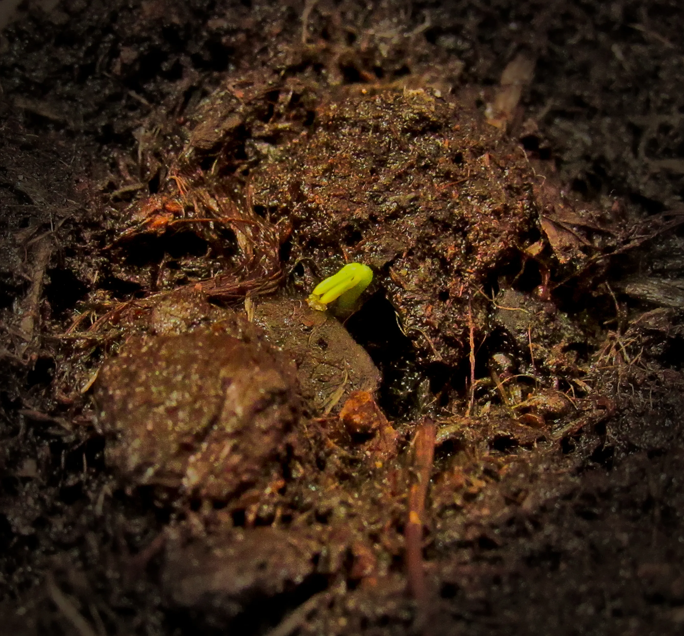 New Plant Growth